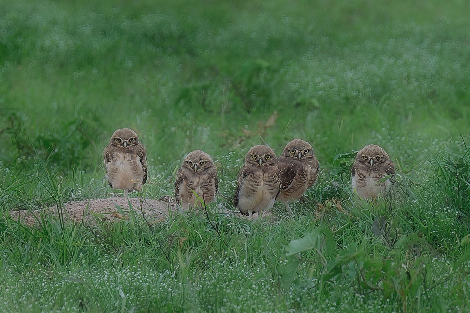 QUINTET