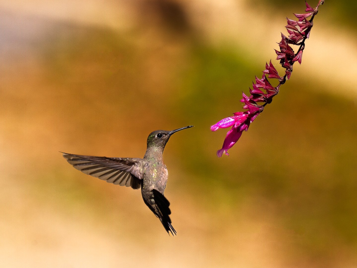 SOMBRE HUMMINGBIRD