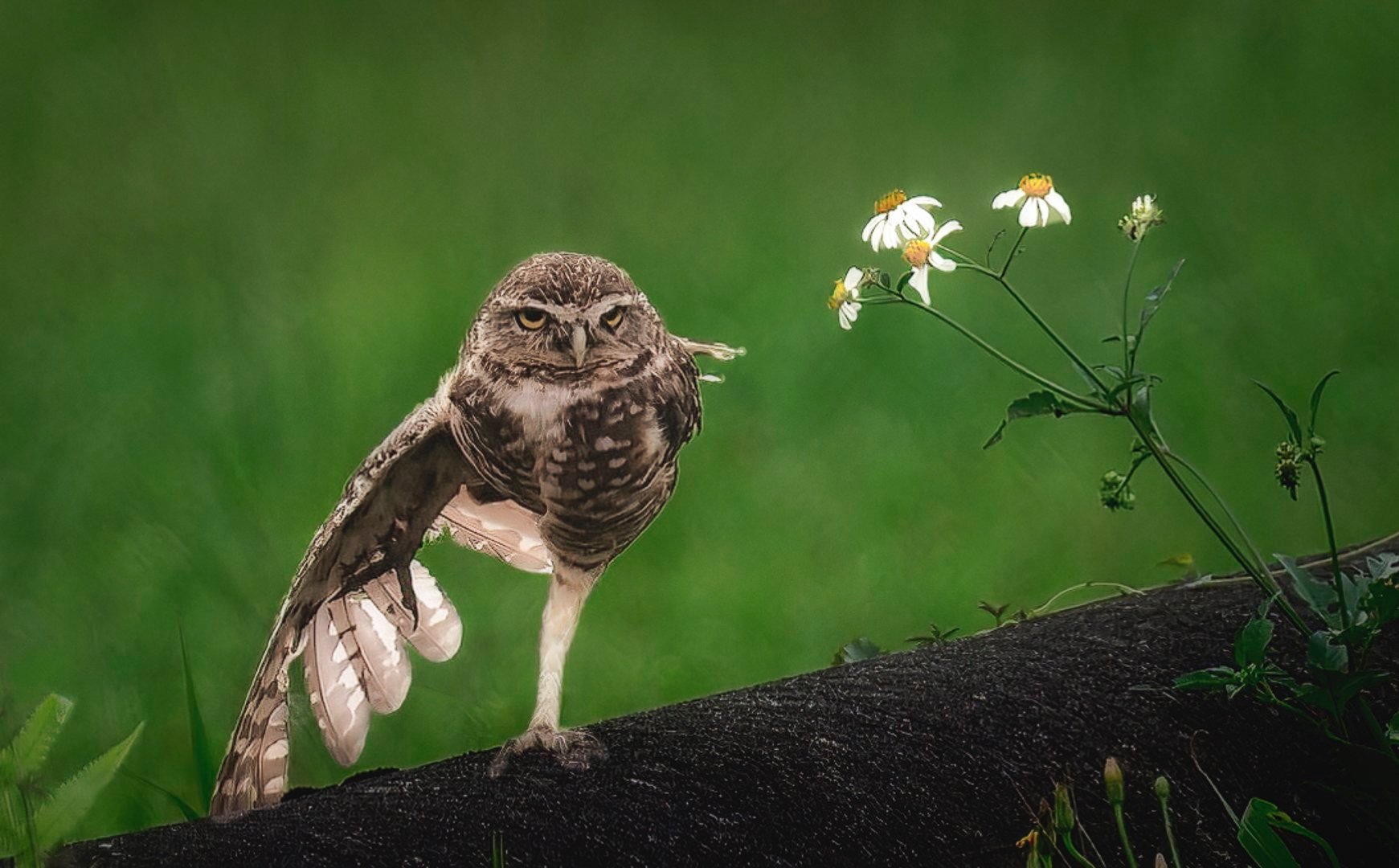 THE DANCER