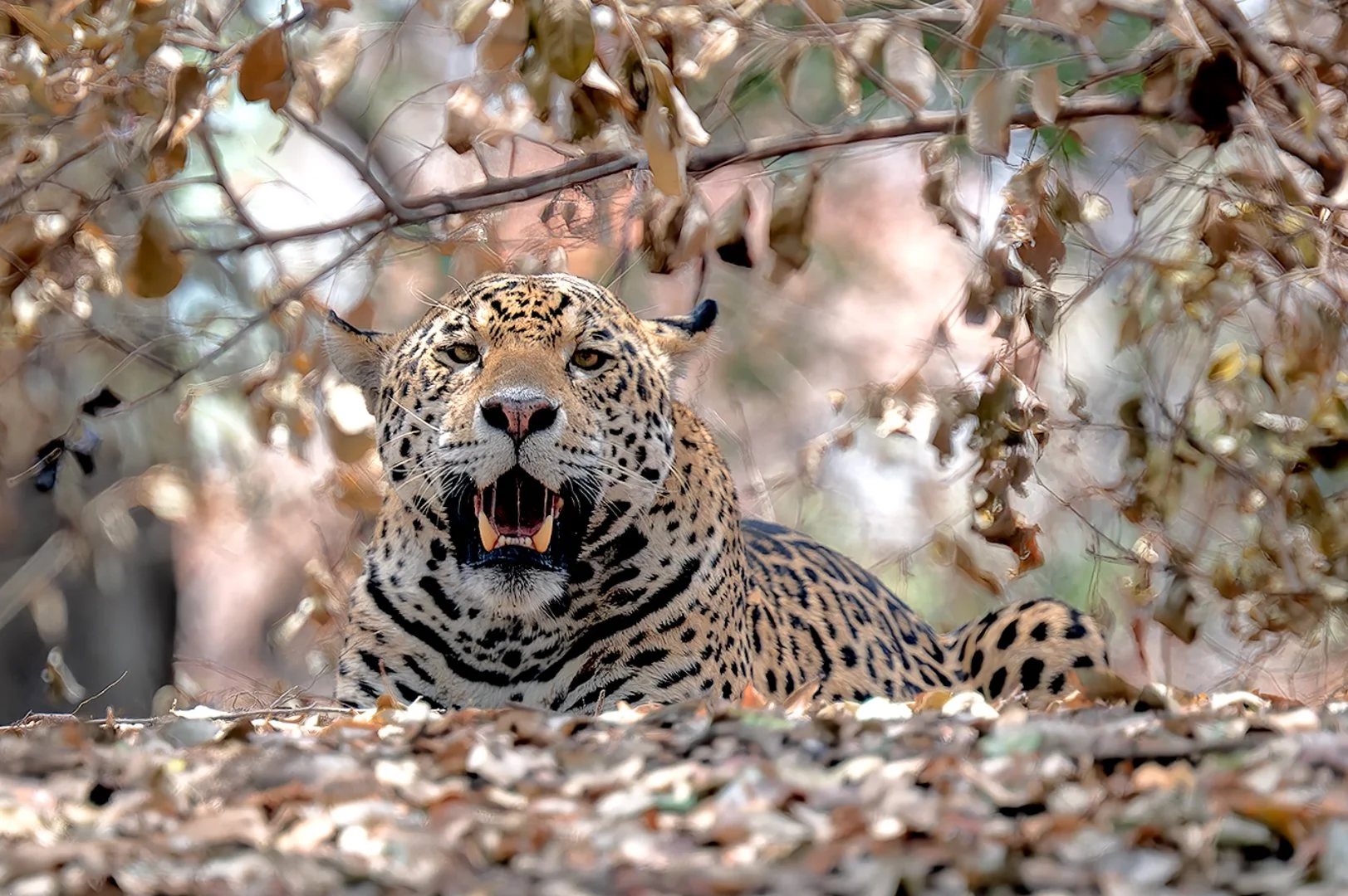 Entre os arbustos calcinados pelo incêndio que devastou o Pantanal em 2023, Margot, uma onça-pintada resiliente, surge quase invisível à primeira vista. Sua camuflagem entre as cinzas revela não só a força da natureza em se adaptar, mas também a urgê