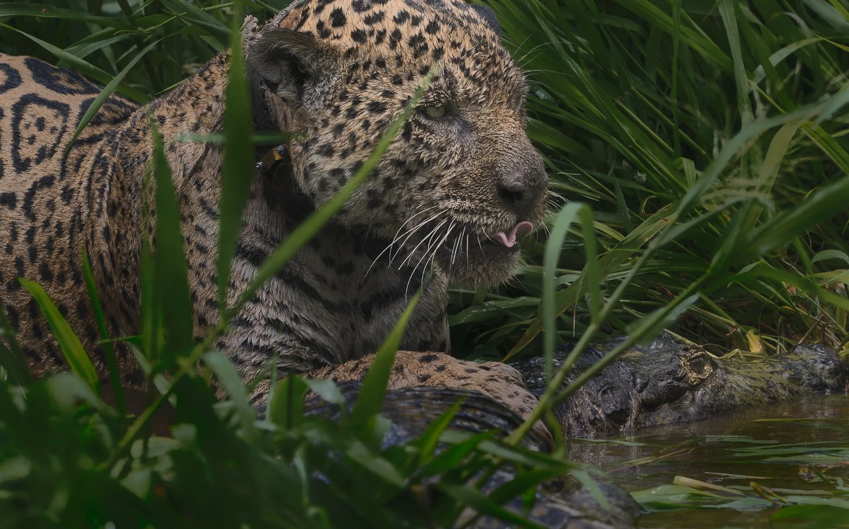 Ousado, o caçador implacável, inicia a degustação de sua conquista recente às margens do Corixo.
A cena revela a força e a precisão da onça-pintada em seu habitat natural, saboreando a presa abatida com a serenidade selvagem de quem domina o territór
