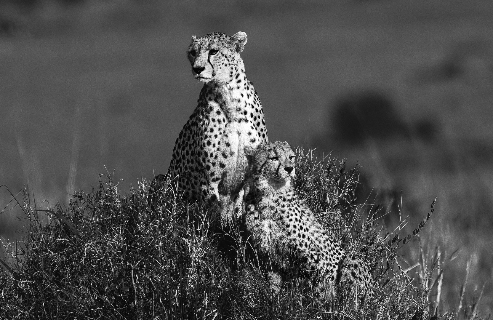 Nachipai e seu filhote patrulhando a savana antes da caçada (Masai Mara, Quênia, 2024)