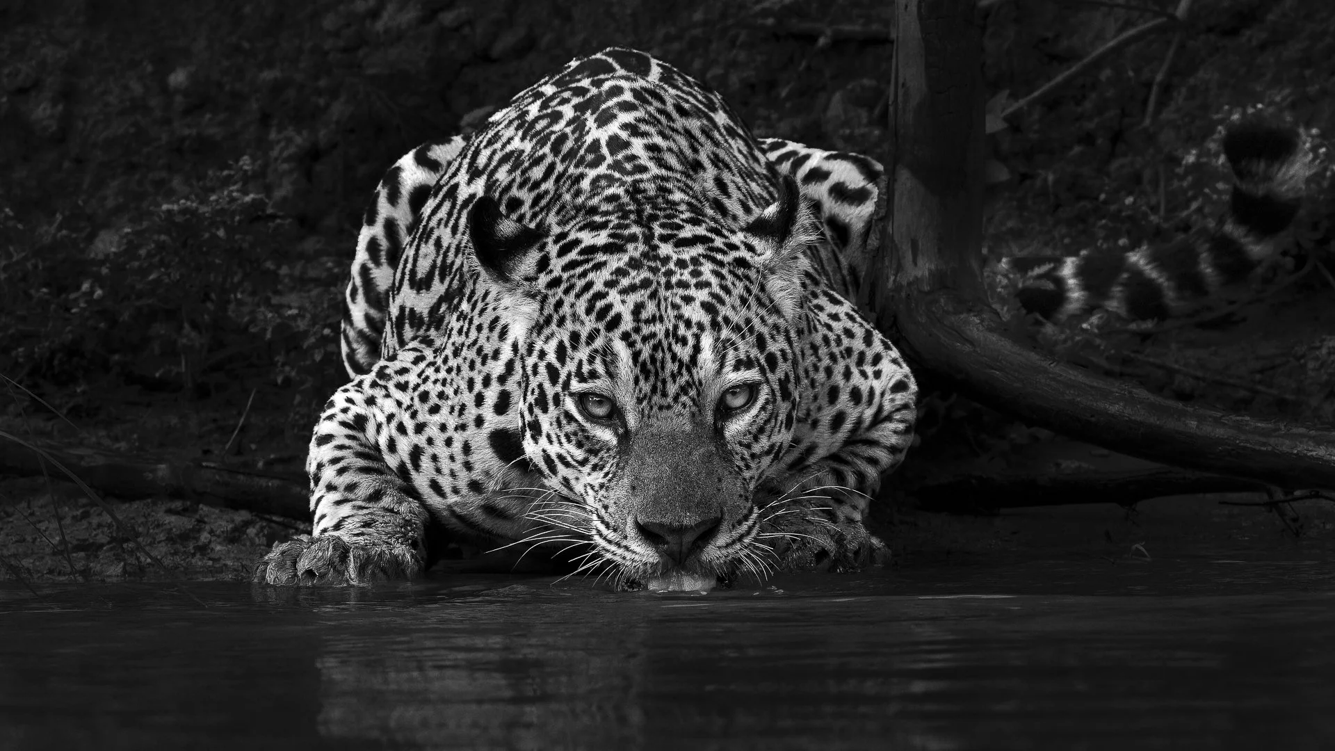 Esta fotografia feita no Panatanal (2024) recebeu 4 menções honrosas em Salões Fotográficos Intrenacionais (Bangladesh, India e Grécia)