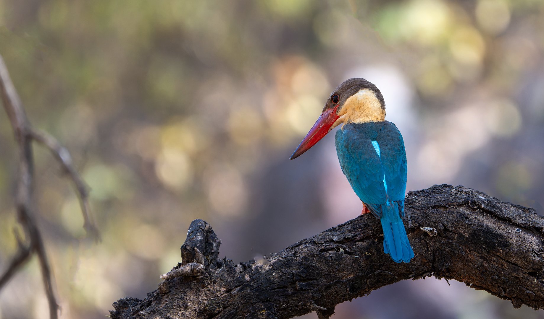 KINGFISHER