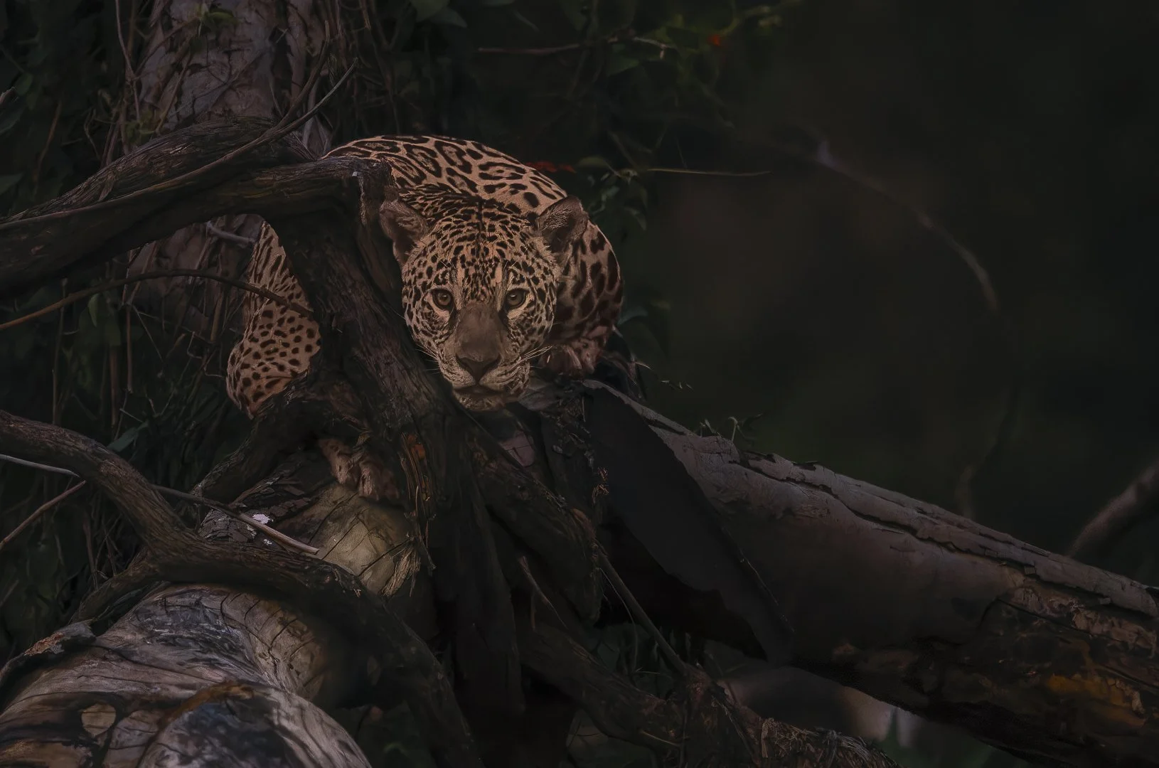 Marcela é uma das onças-pintadas monitoradas pelo Projeto Jaguar no Pantanal. Imponente e cautelosa, ela se tornou símbolo da convivência possível entre conservação e observação responsável da fauna. Acompanhada por pesquisadores, Marcela representa