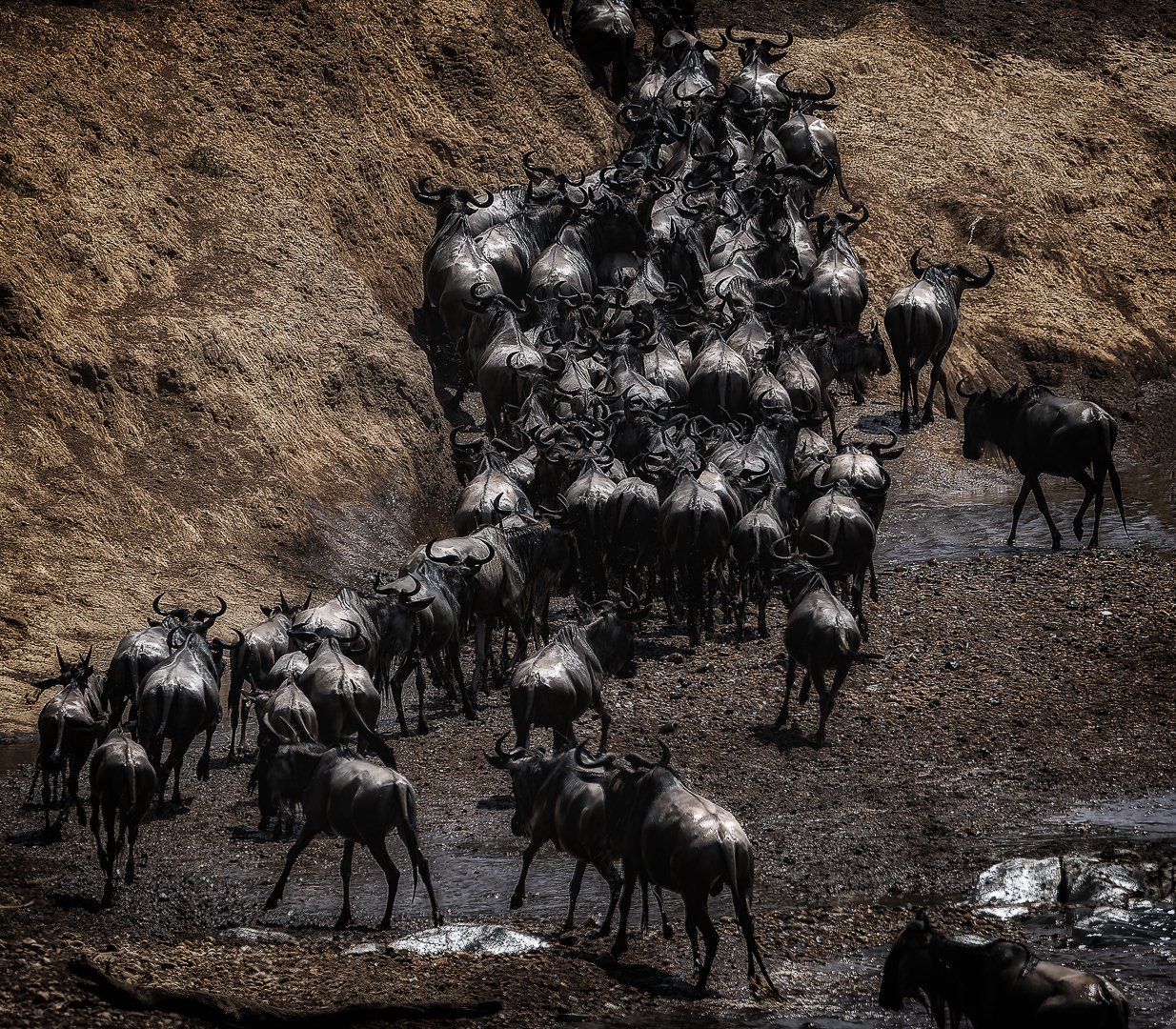 NZ8_1771-IN SEARCH OF PASTURES.jpg