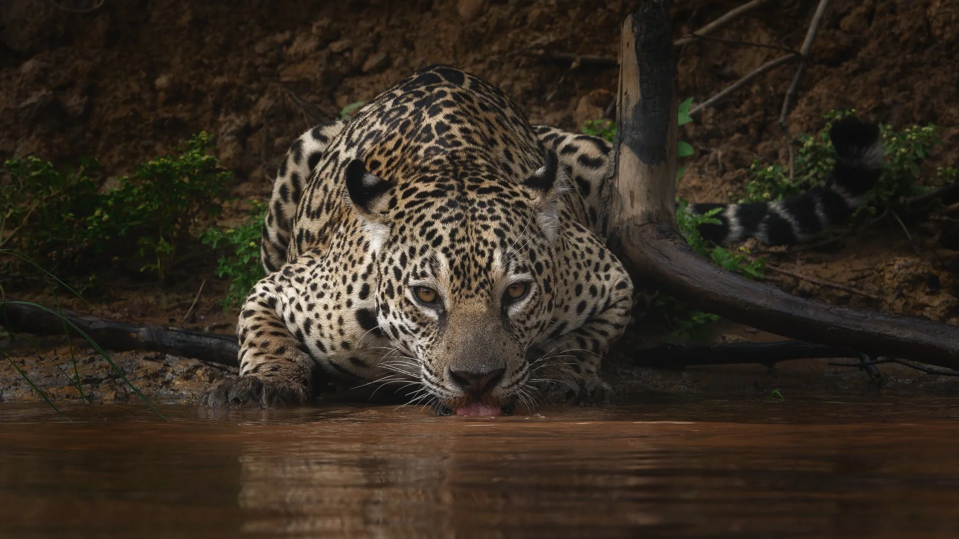 Esta fotografia feita no Pantanal (2024) recebeu 2 menções honrosas em Salões Fotográficos Internacionais (Bangladesh e Espanha)