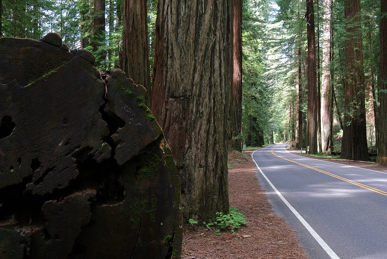 Avenue of the Giants (Image via Wikimedia)
