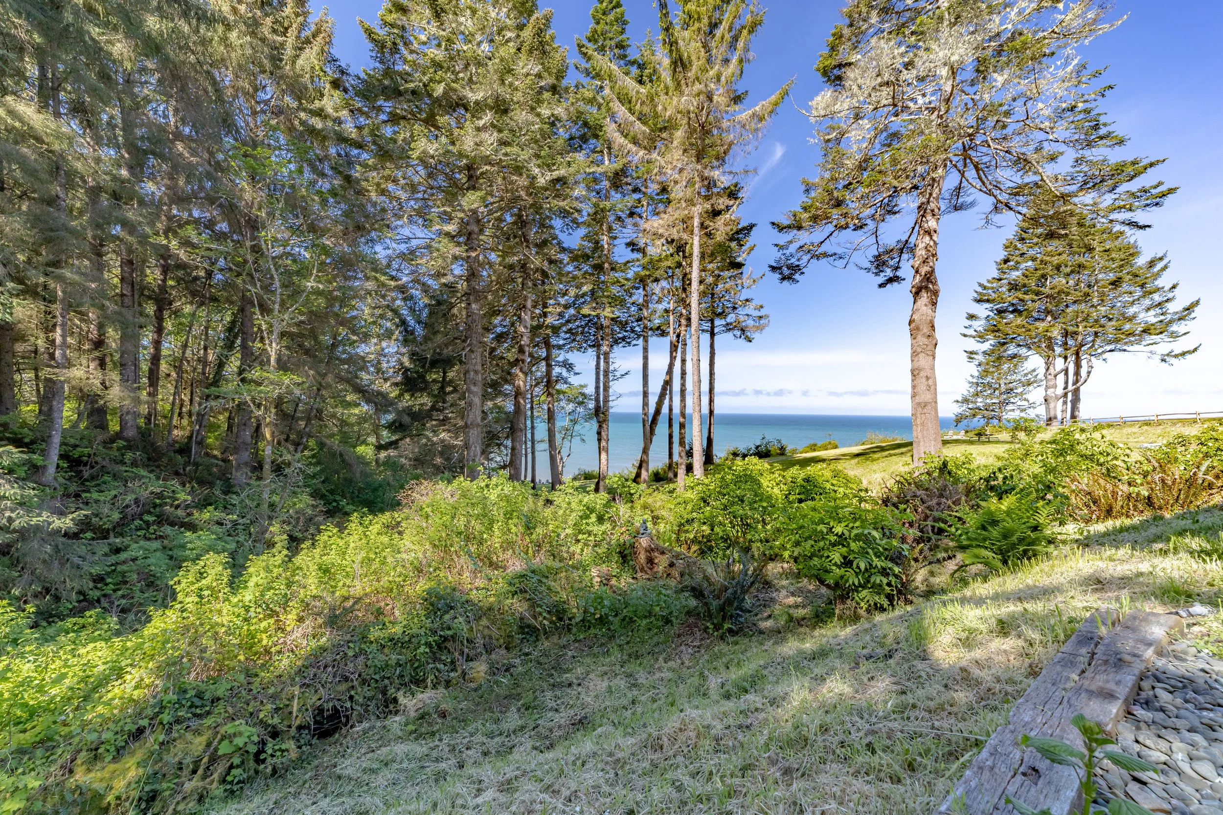 A lush green forest opens to a view of the ocean with tall trees, bushes, and grass under a blue sky.
