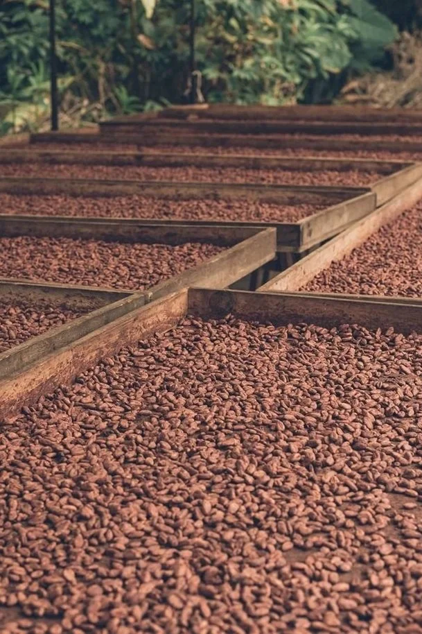 Culto_+Cacao+Org%C3%A1nico+Mexicano+Cultivado+en+la+Selva+de+Tabasco.jpg