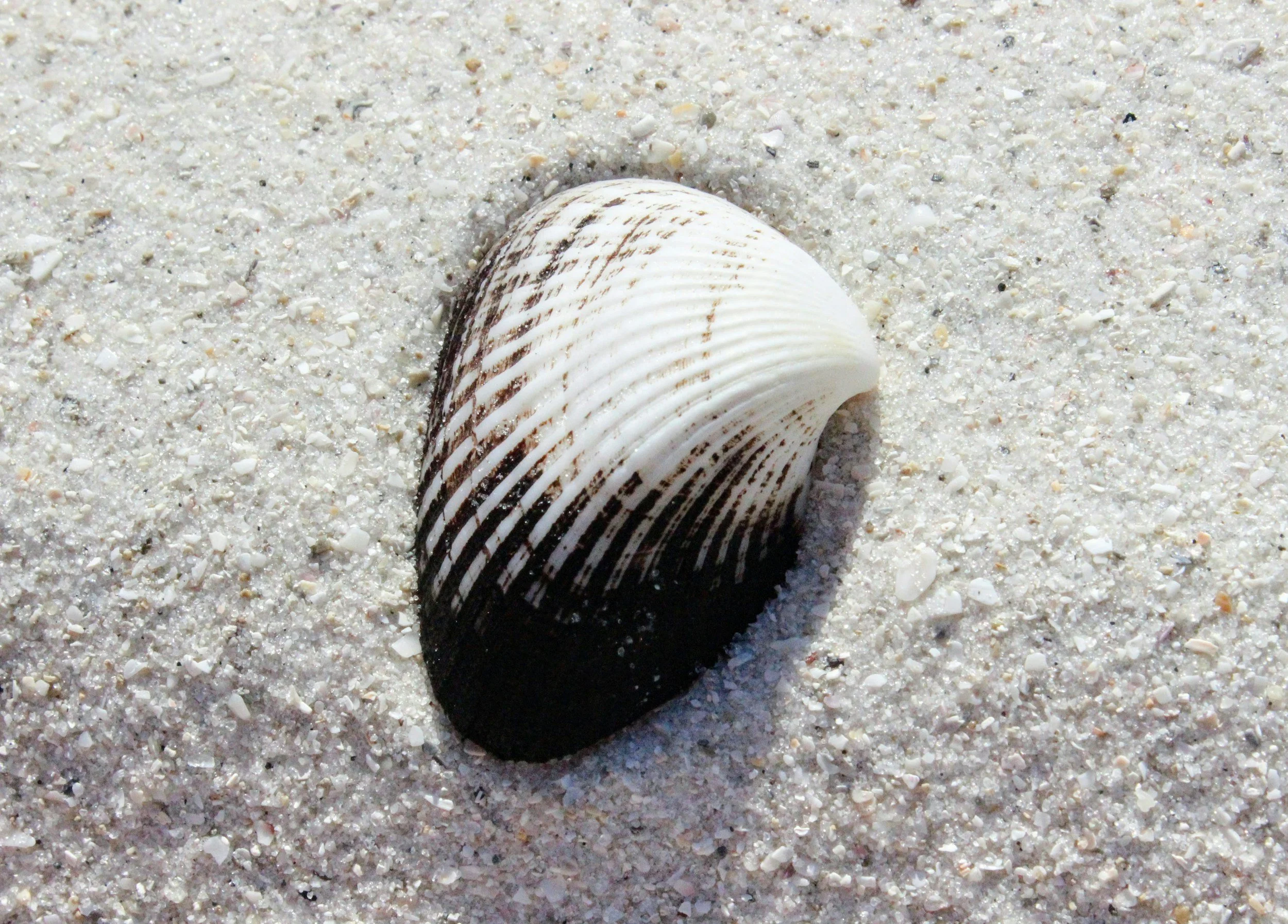 A seashell on sandy beach with fine white sand particles.