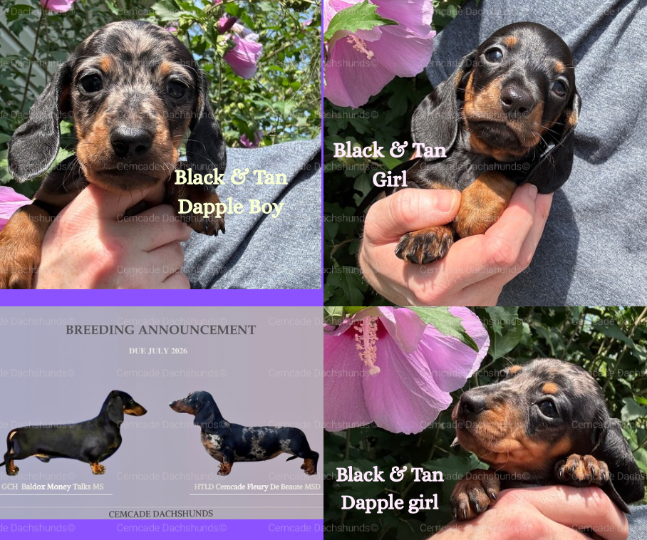 Cemcade Dachshunds Kentucky Black and Tan Black and tan Dapple puppies AKC Dachshund Puppy available