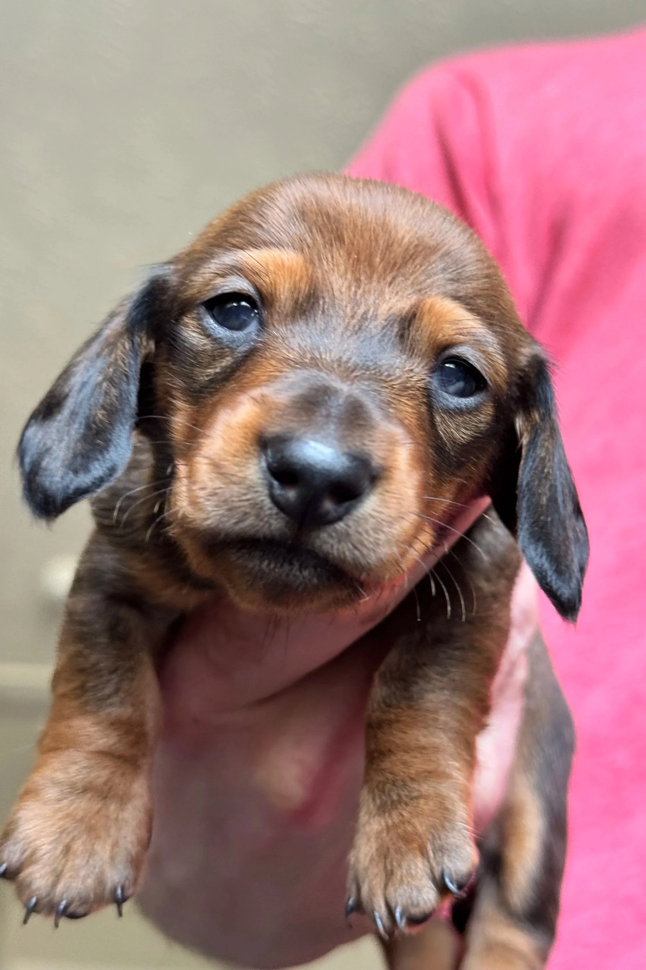 dachshund puppies for sale louisville ky, dachshund breeders in kentucky, dachshund puppies