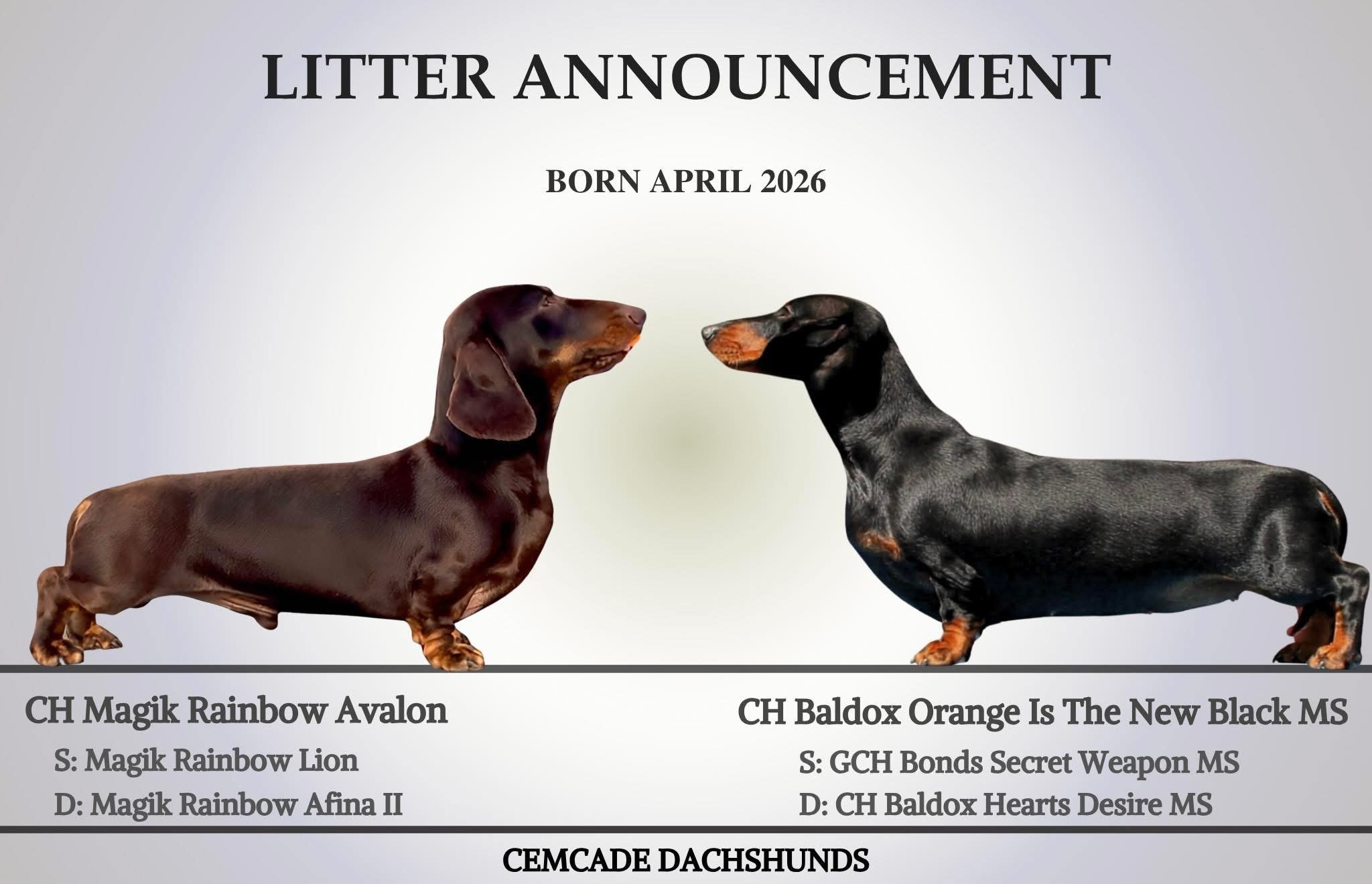Available for sale miniature dachshund mini dachshund female black and tan Kentucky dapple ethical reputable responsible health AKC Champion Title