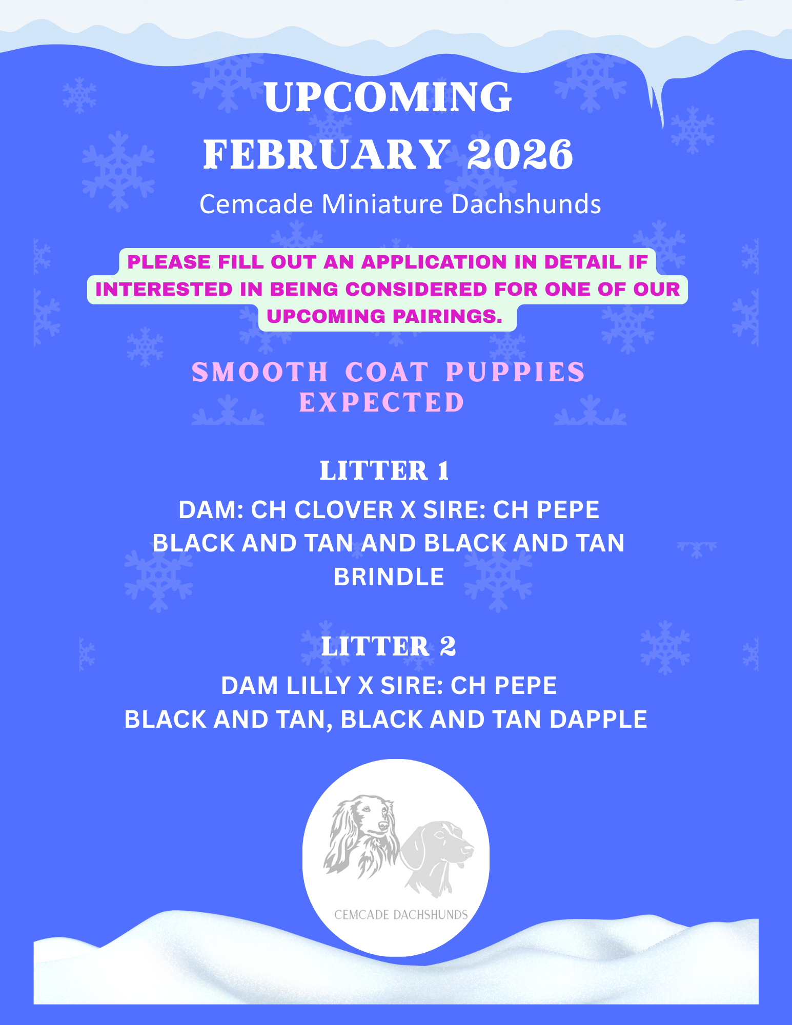 Dachshund Puppy, Kentucky, dapple dachshund puppy, available puppies, reputable breeder, quality, AKC, ethical, brindle, black and tan