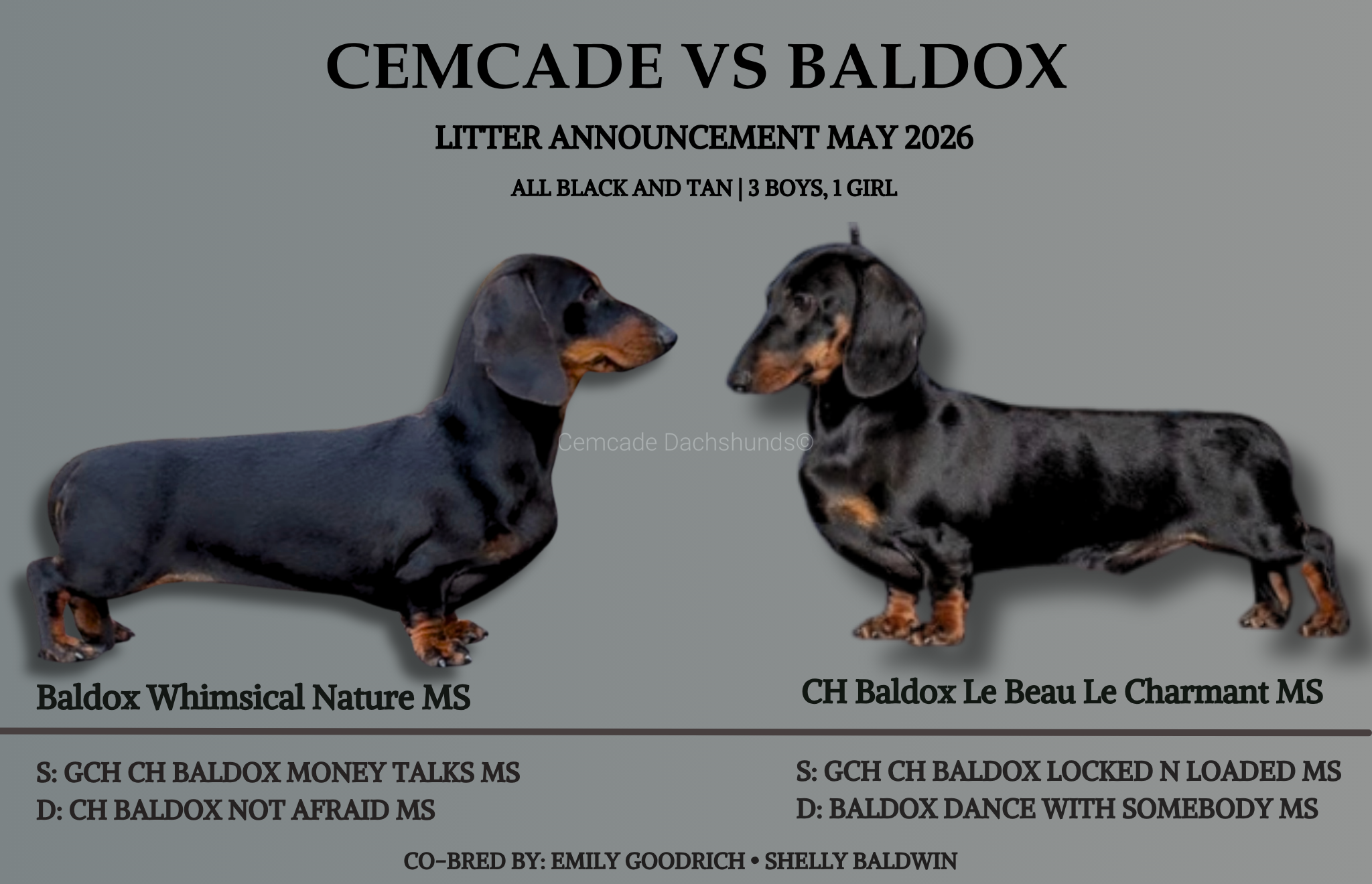 Available for sale miniature dachshund mini dachshund female black and tan Kentucky dapple ethical reputable responsible health AKC Champion Title