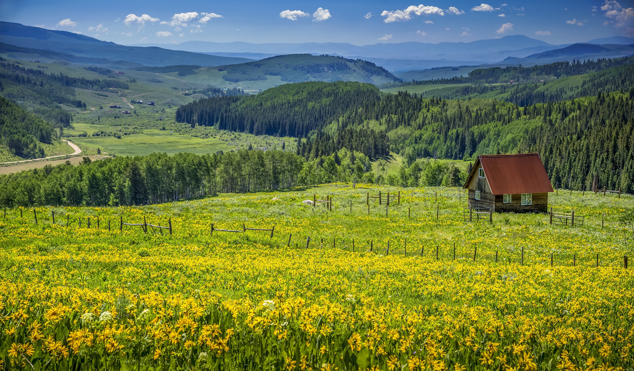Sunflower farmWEB-3833.jpg