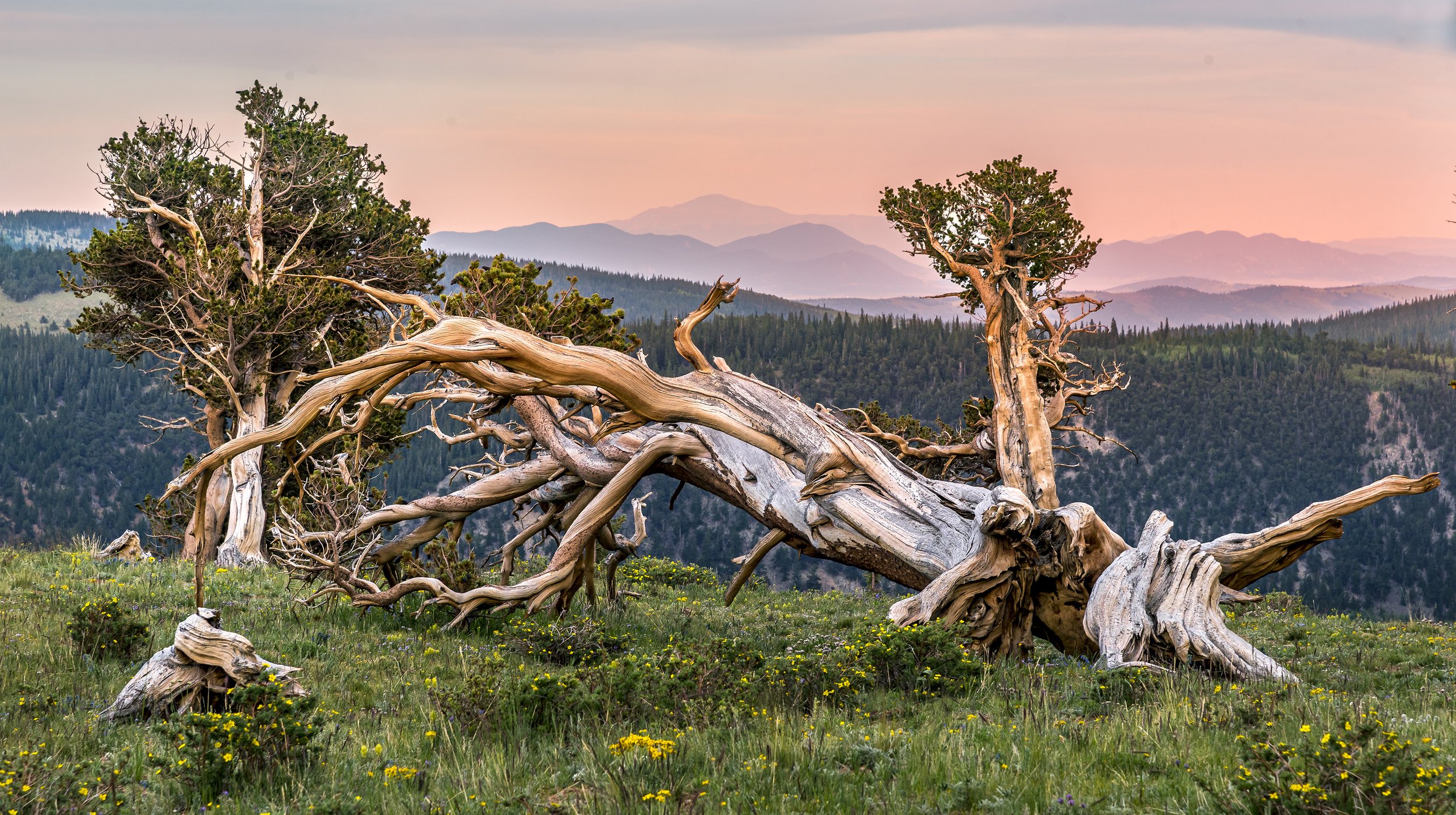 Sunset Pine2web-0670.jpg