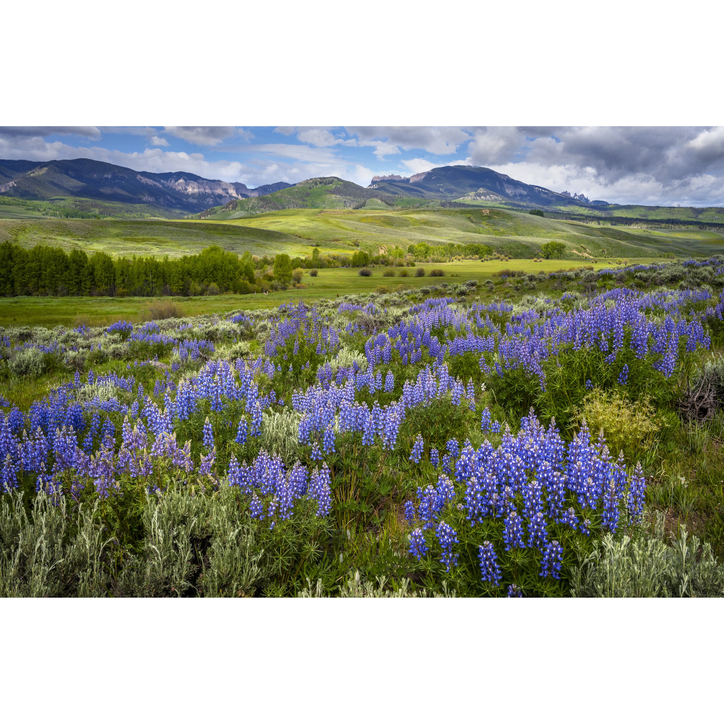 WEB2Lupin -9263.jpg