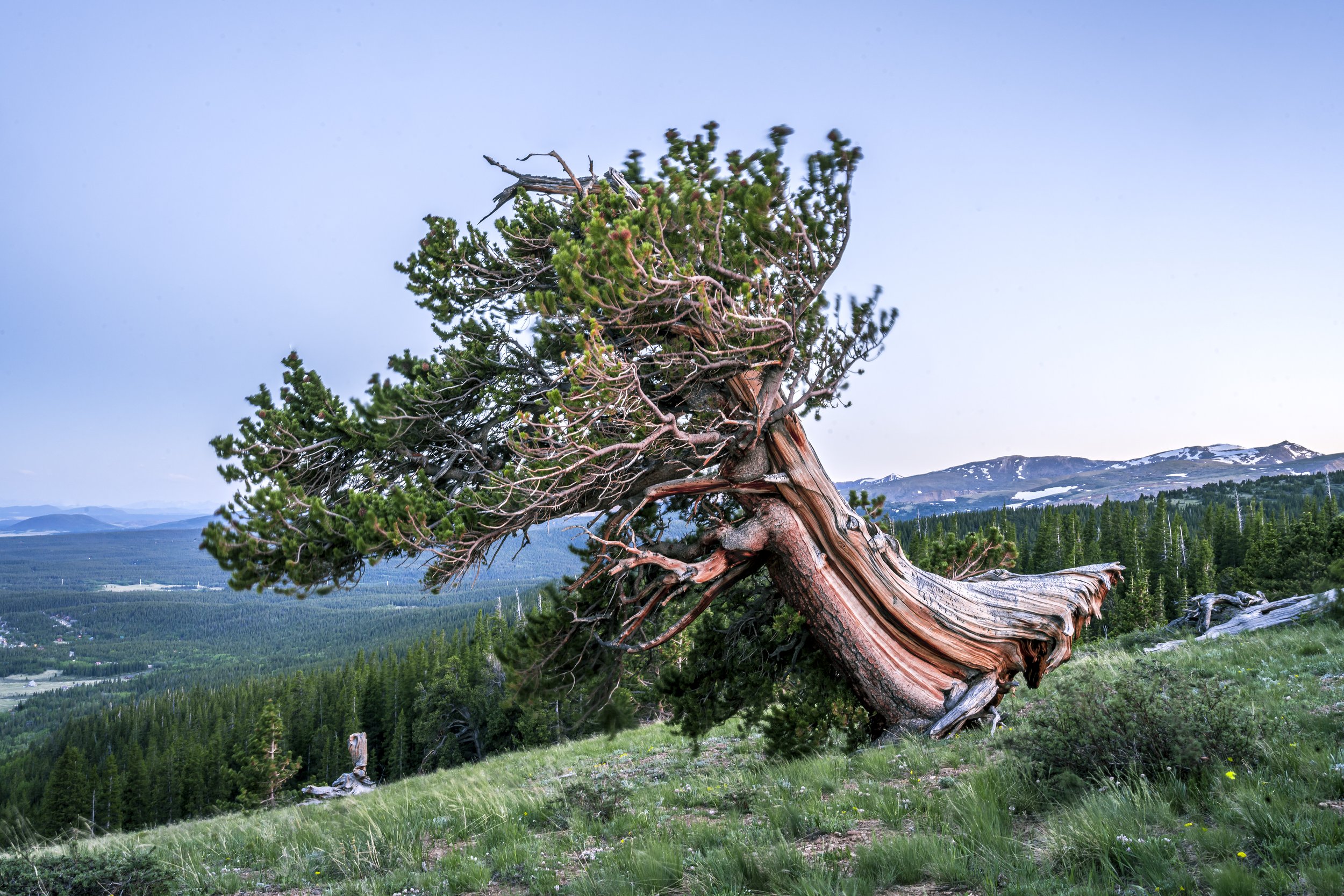 Windy Ridgeweb-9815.jpg