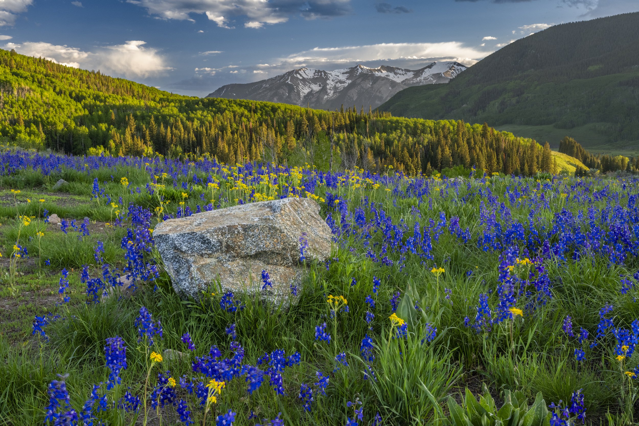 WildflowersWEB-0026.jpg