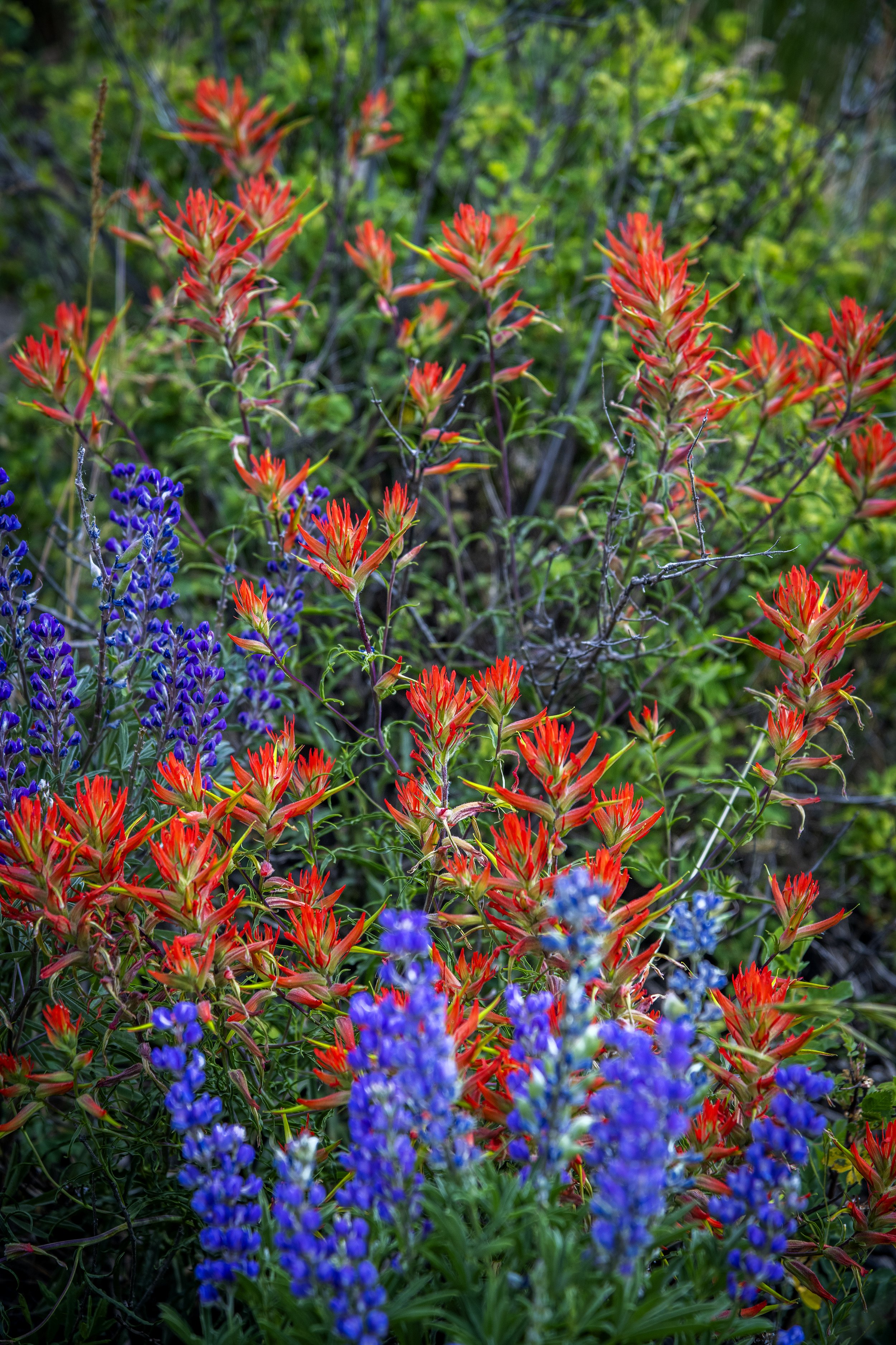 WildFlowersWEB-0521.jpg
