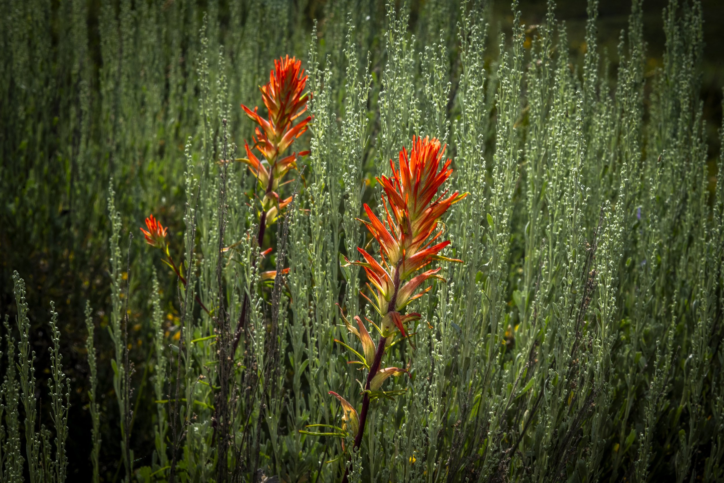 WildFlowersWEB-0452.jpg