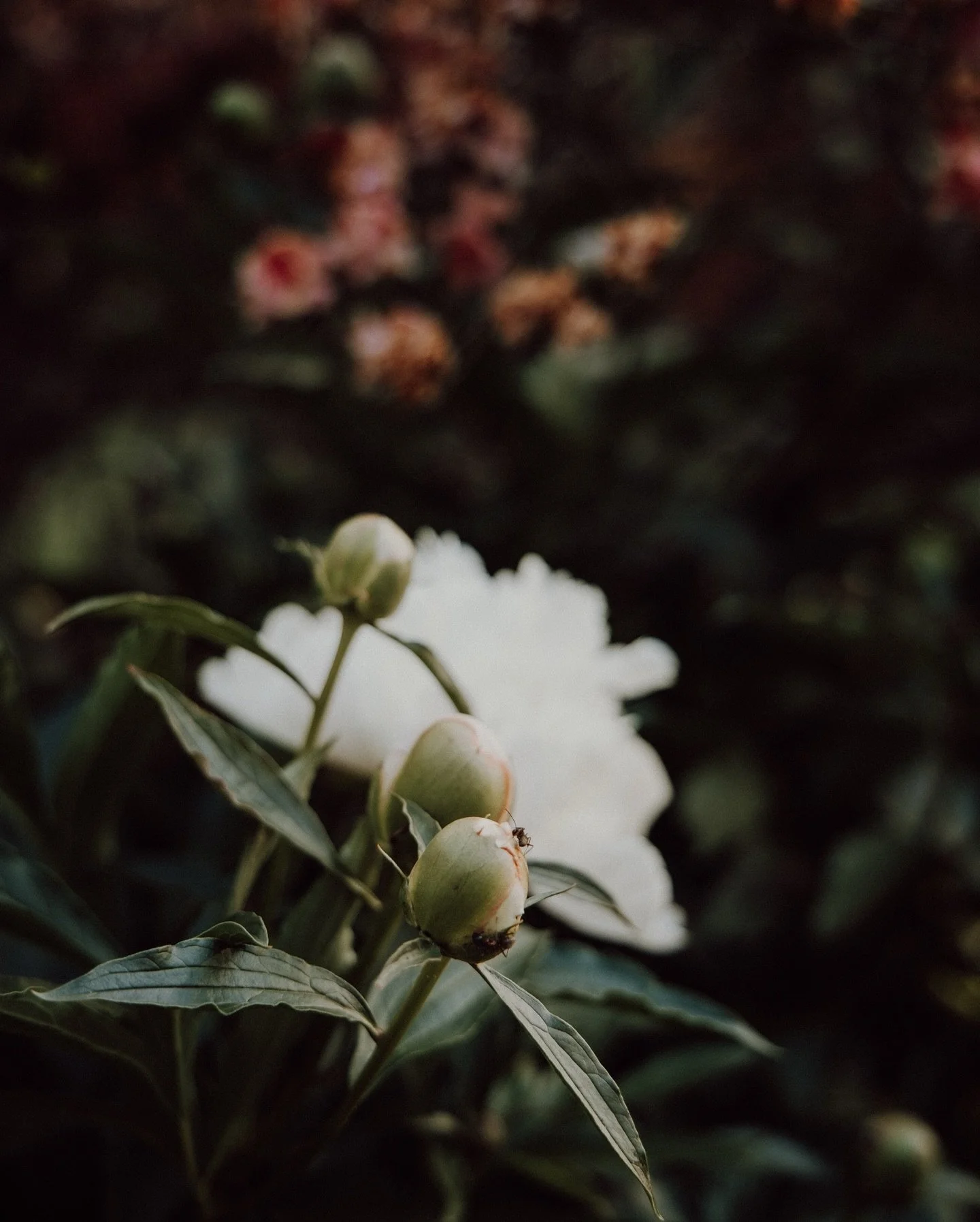It is peony season at Montlaurel - our favorite part of spring. 🌸 this fall, more bulbs are going in the ground, we can&rsquo;t wait to see what blooms next spring!