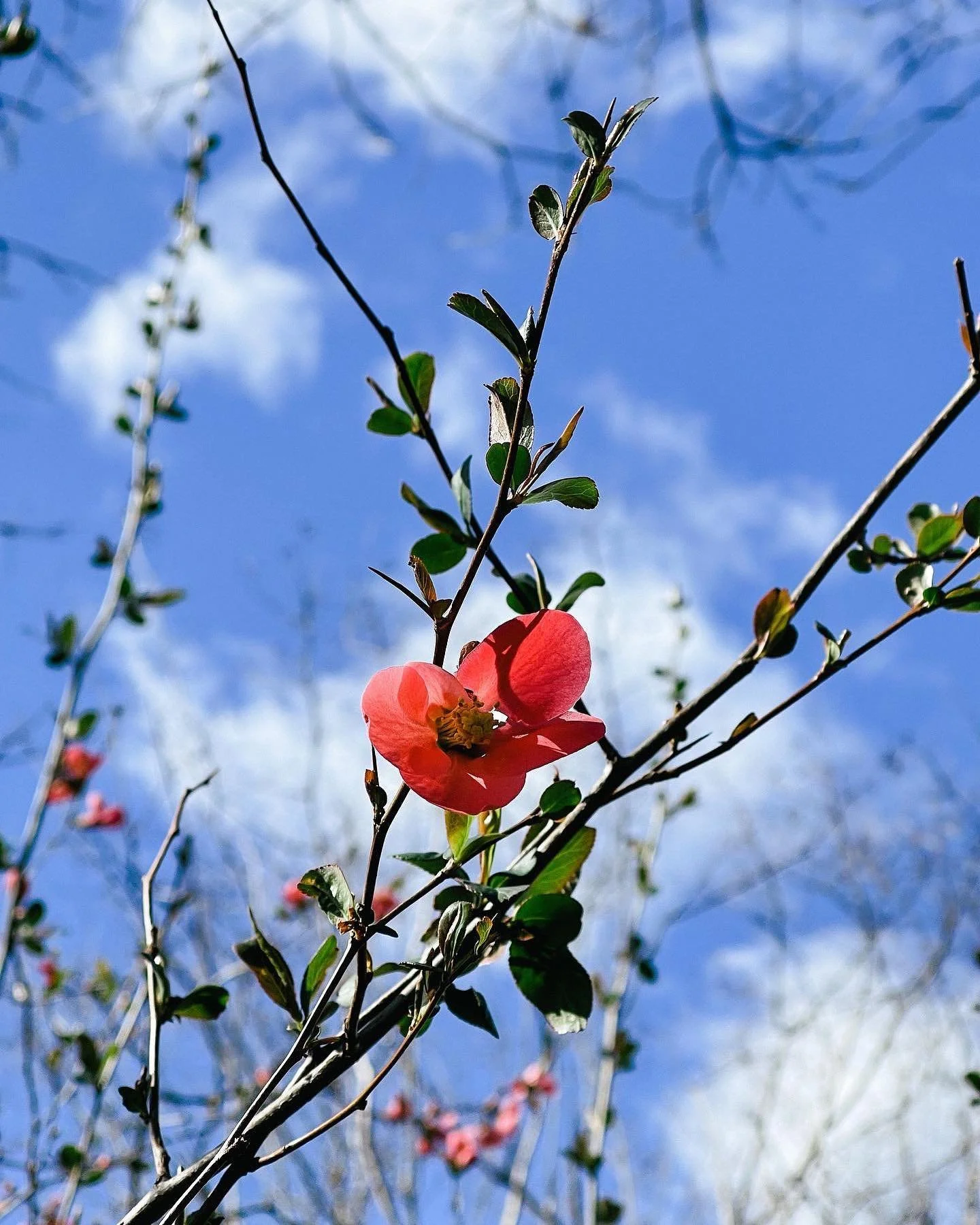 Spring means flowers in the yard, pizza in Sperryville, and tunes and brews on the patio at Shotwell Run!