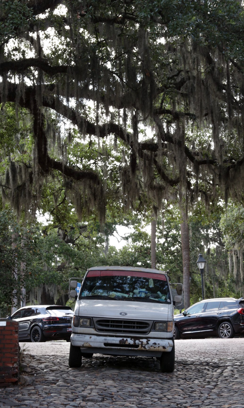 savannah’s Spanish moss