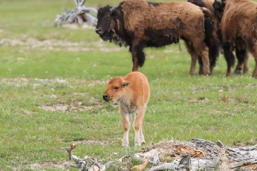 Yellowstone bison