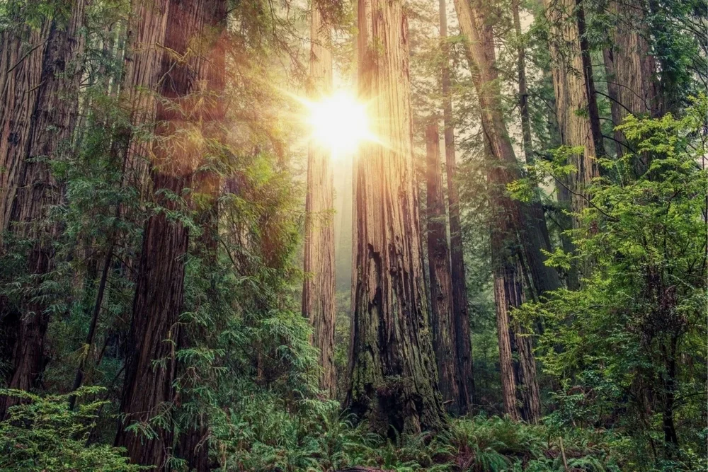 Sunlight through a redwood forest