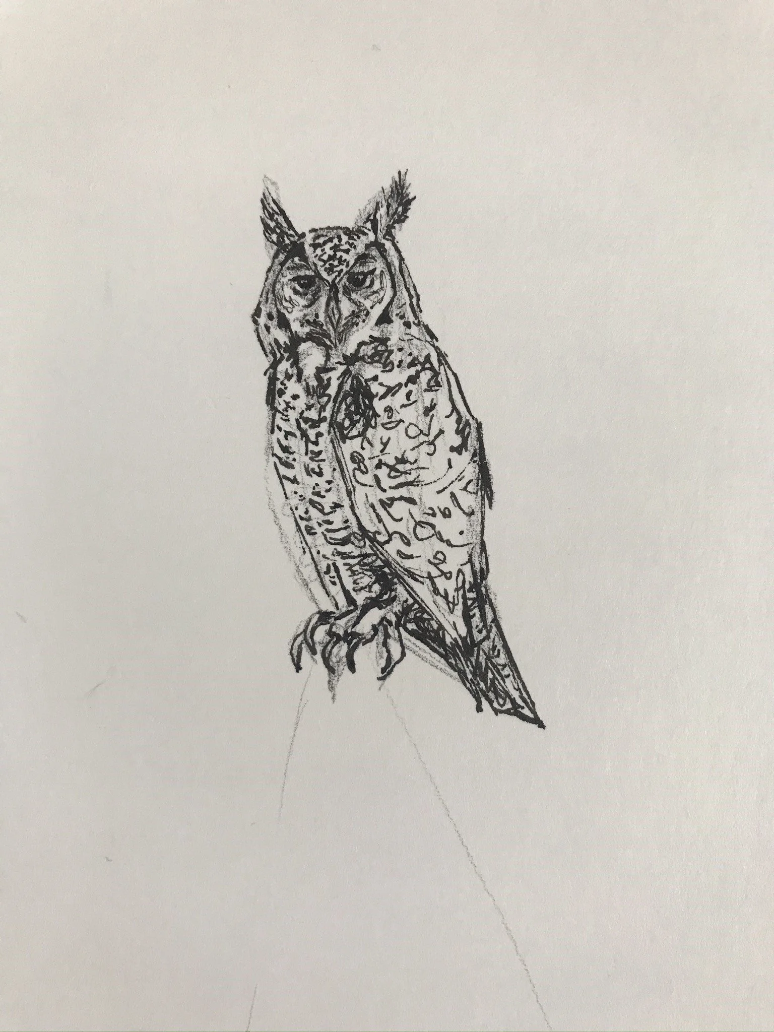OWL.JPEG