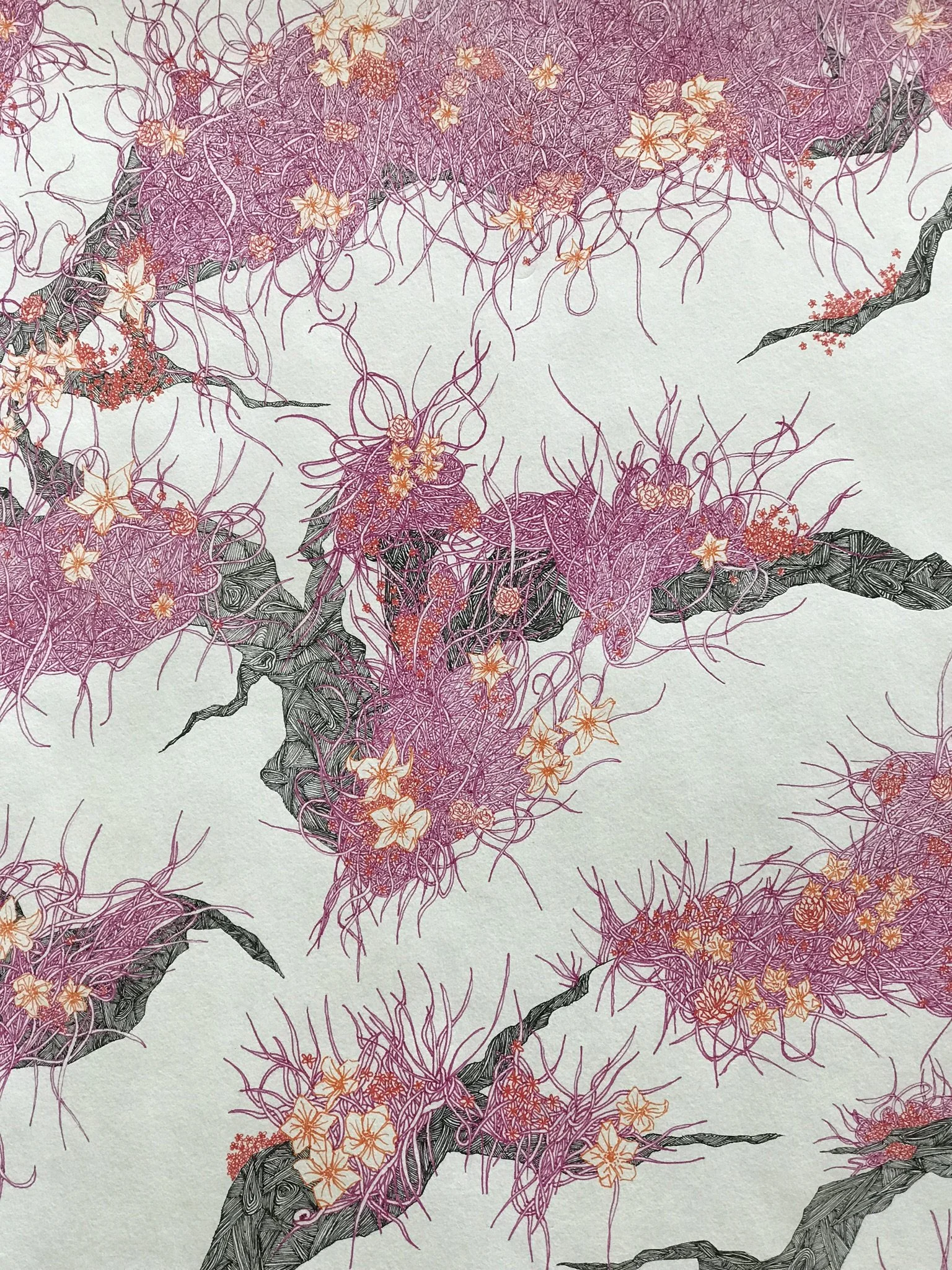 alpine thrivers and survivors.JPEG