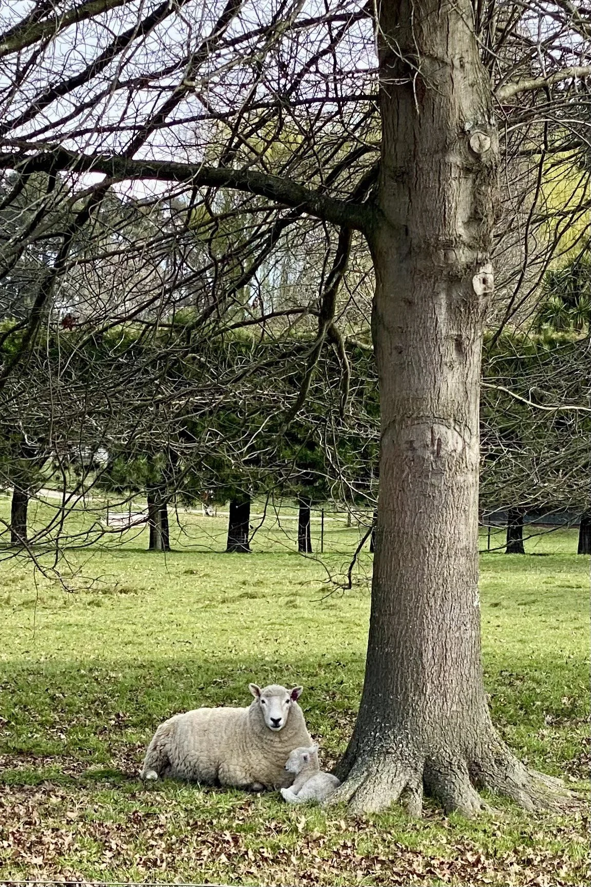 Peaceful as a Lamb.jpg
