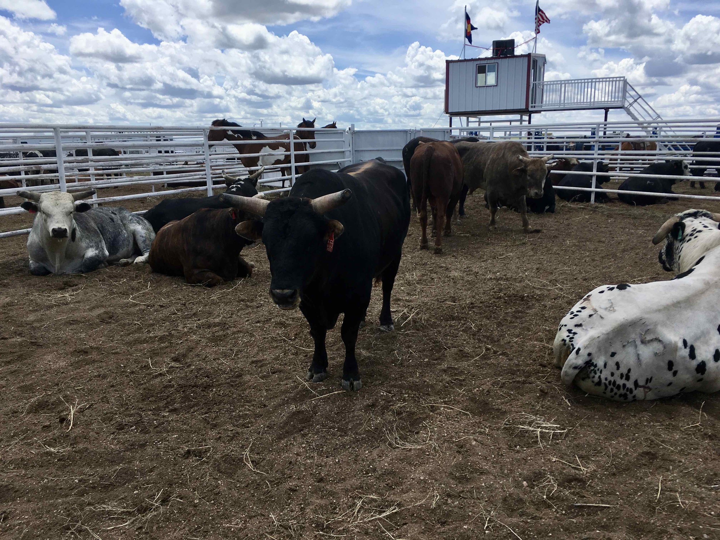 Laura_Krauss_Arena_Ready #1.jpeg