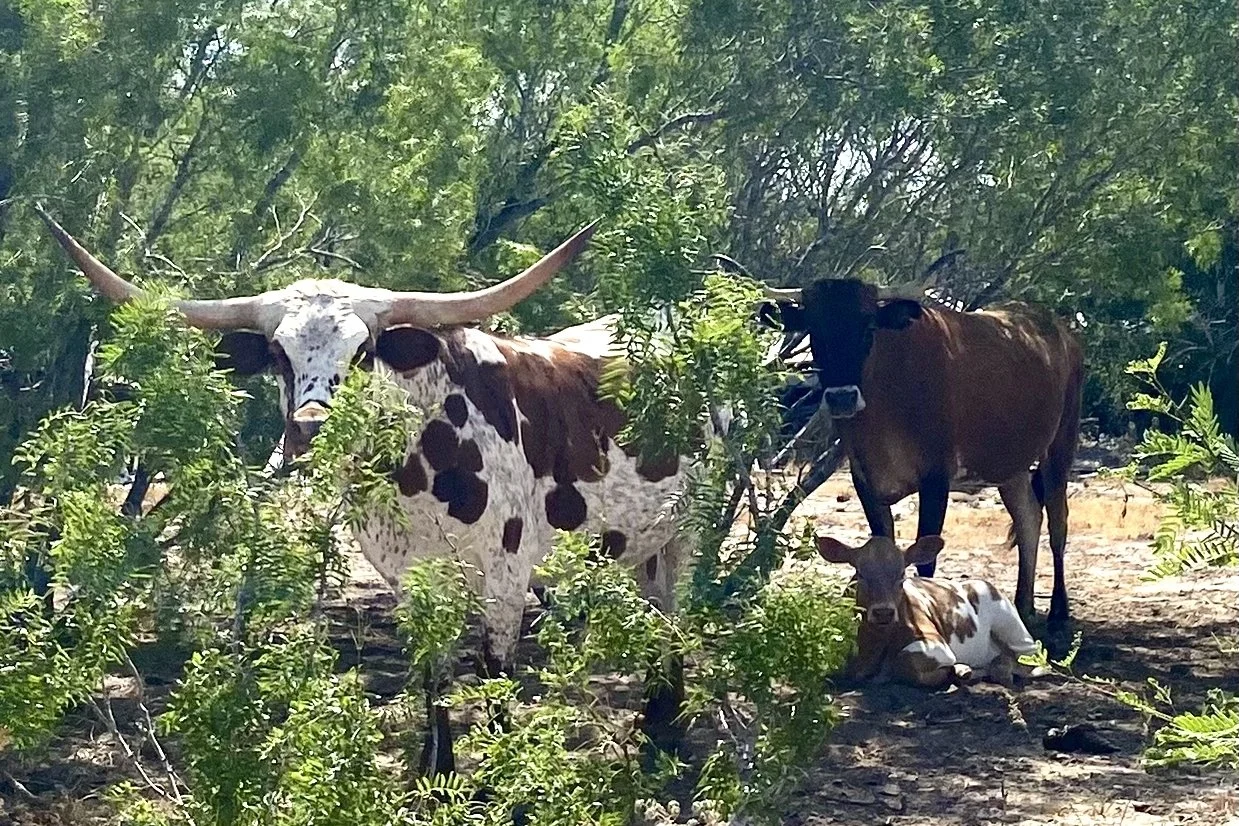 Texan Family Portrait.jpg