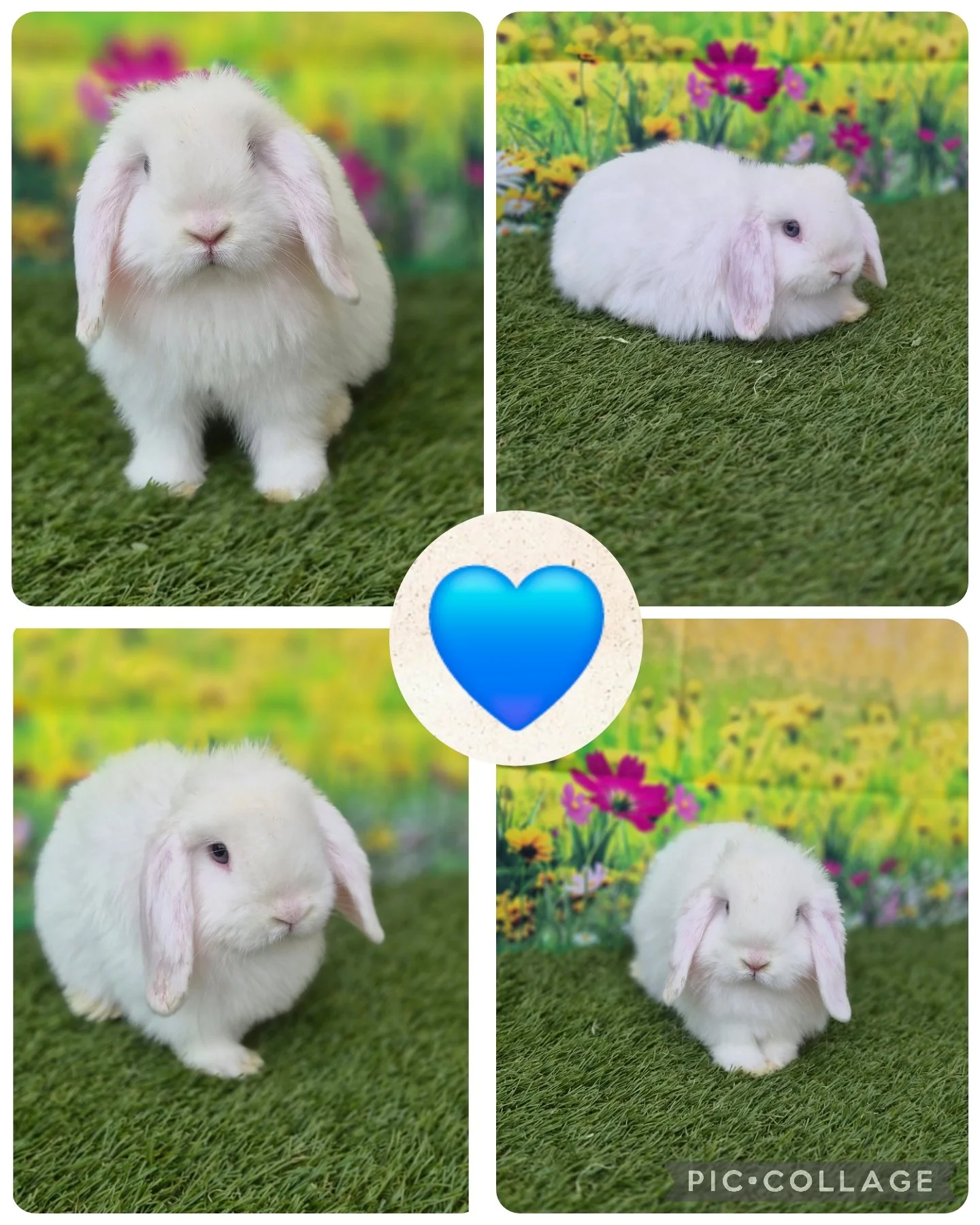 Litter 8 Blue Eyed White Buck #2 $175.00 *Born 2/8/26* RTG 4/4/26