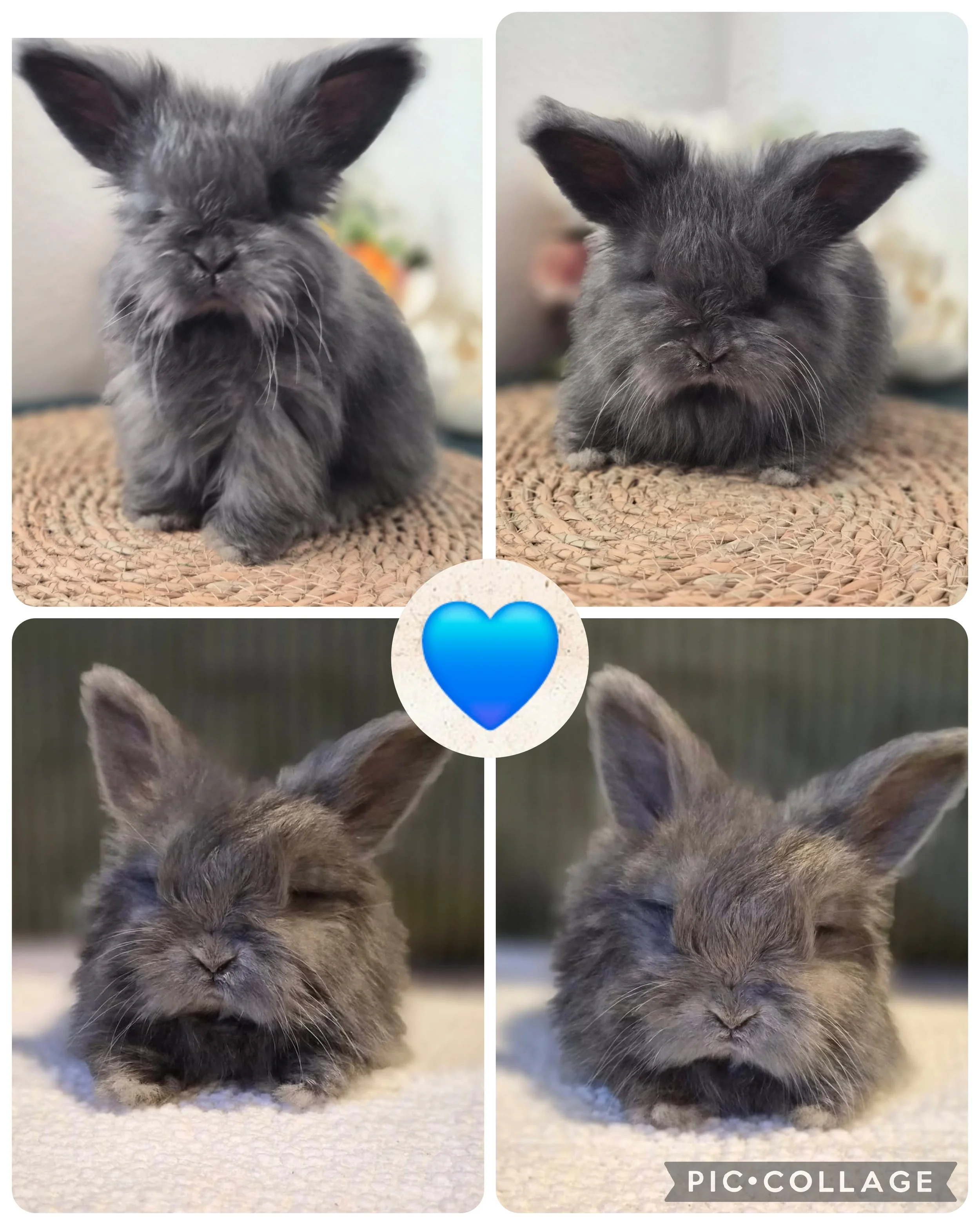 *Born 4/28/26* RTG 6/23/26 Blue Buck $500.00