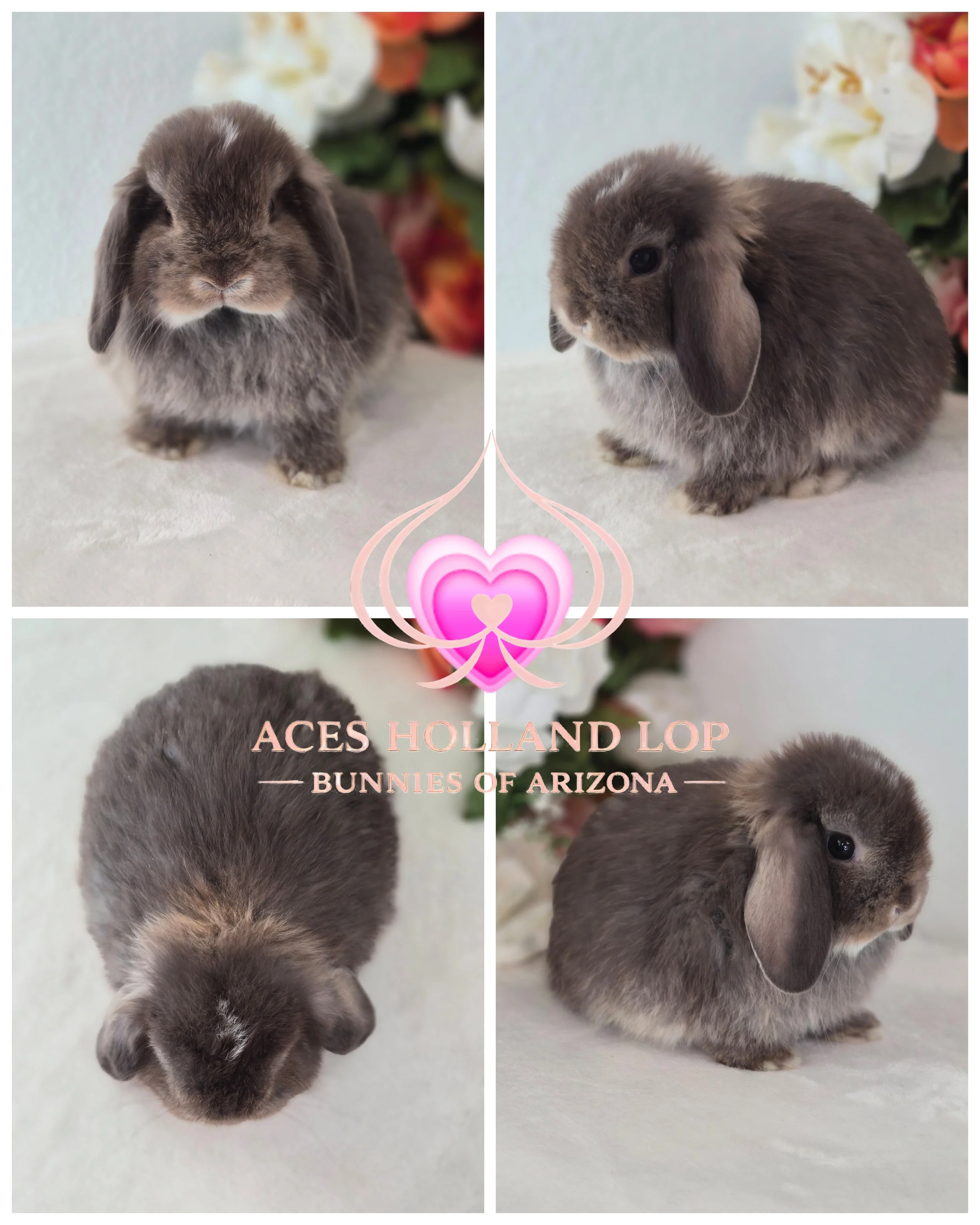 Chocolate Otter Doe $350.00 *Born 7/16/26* RTG 9/10/26 (can go on 9/6/26 delivery to Surprise)