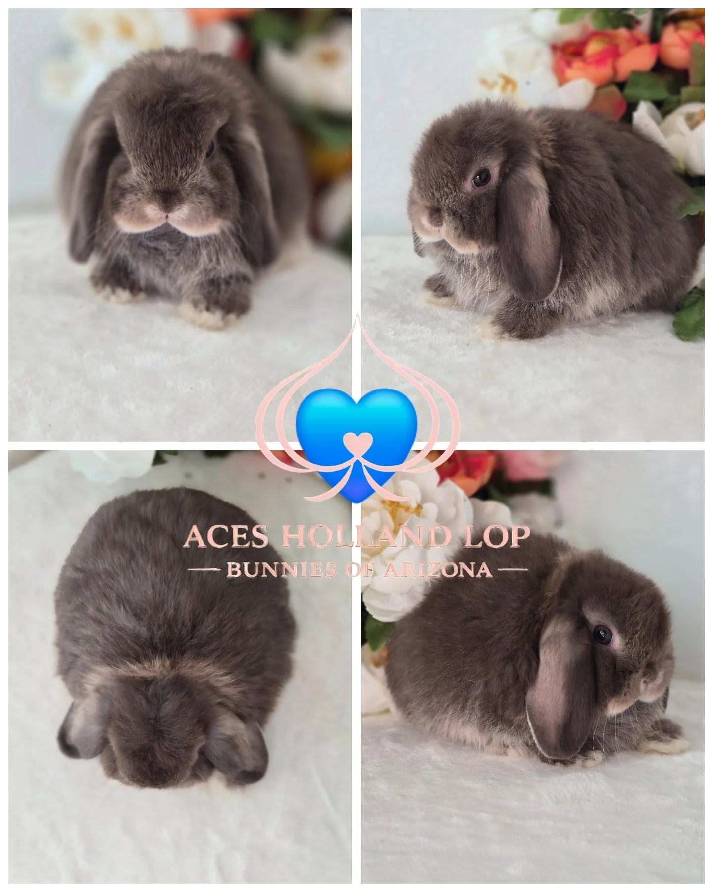 Chocolate Otter Buck $300.00 *Born 7/16/26* RTG 9/10/26 (can go on 9/6/26 delivery to Surprise)