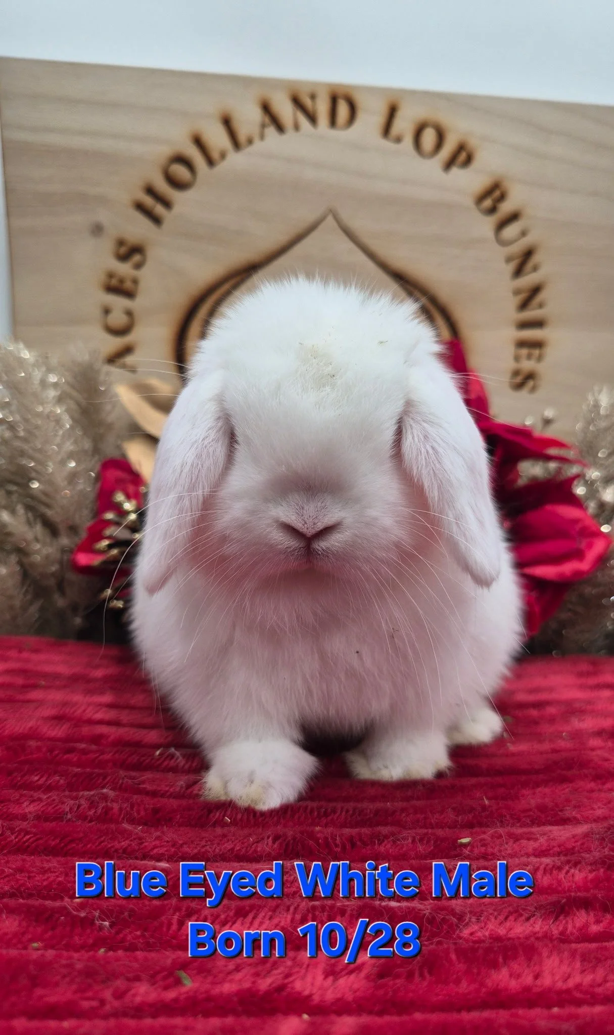 Blue Eyed White Male $125.00 *Born 10/28/25*