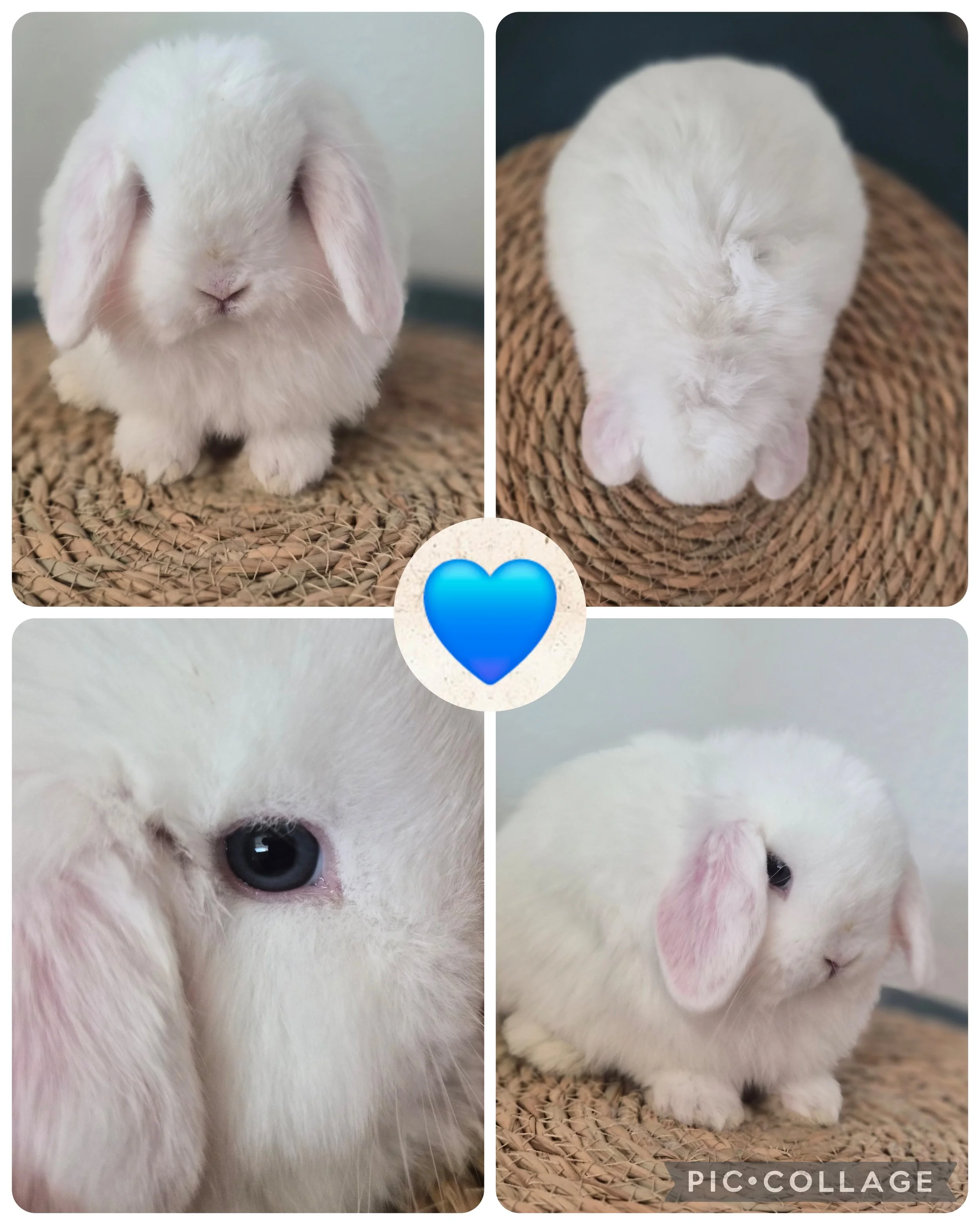 Blue Eyed White Buck #1 $175.00 *Born 4/7/26* RTG 6/2/26
