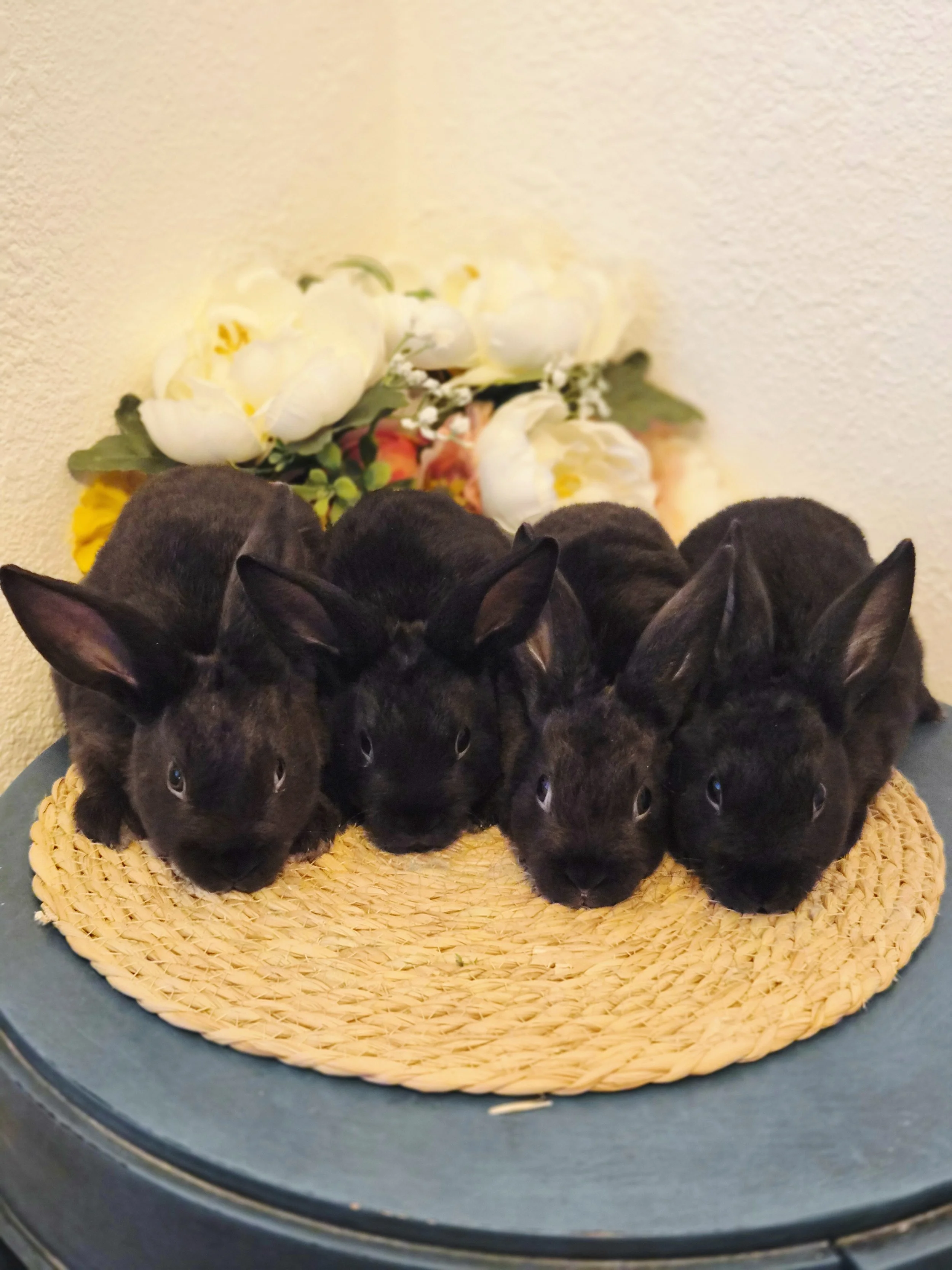 2 bucks and 2 does, all black. $75.00 each.  *Born 5/26/26* Ready 7/21/26  (can go on 7/19/26 delivery) 