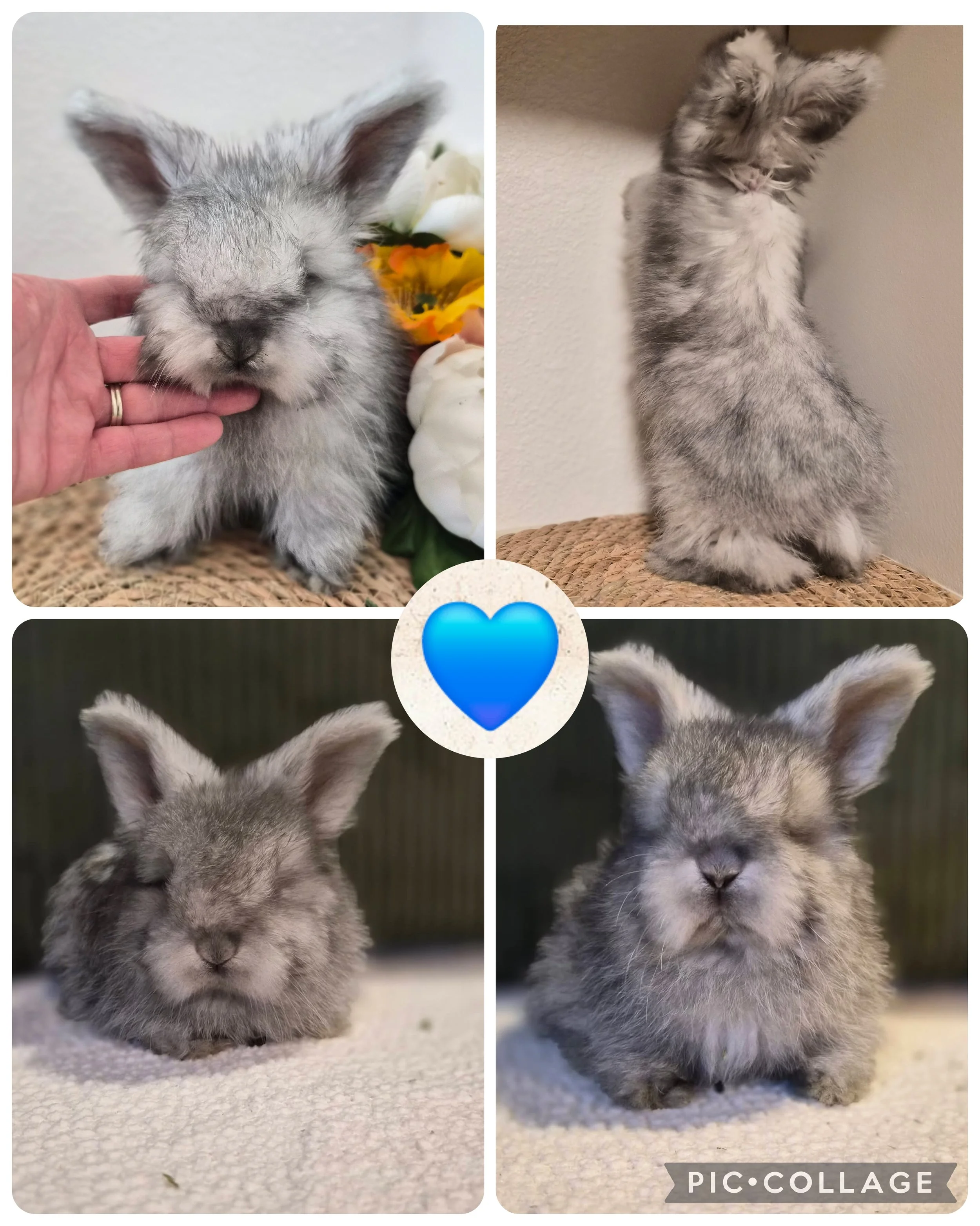 *Born 4/28/26* RTG 6/23/26 Blue Chinchilla Buck $550.00