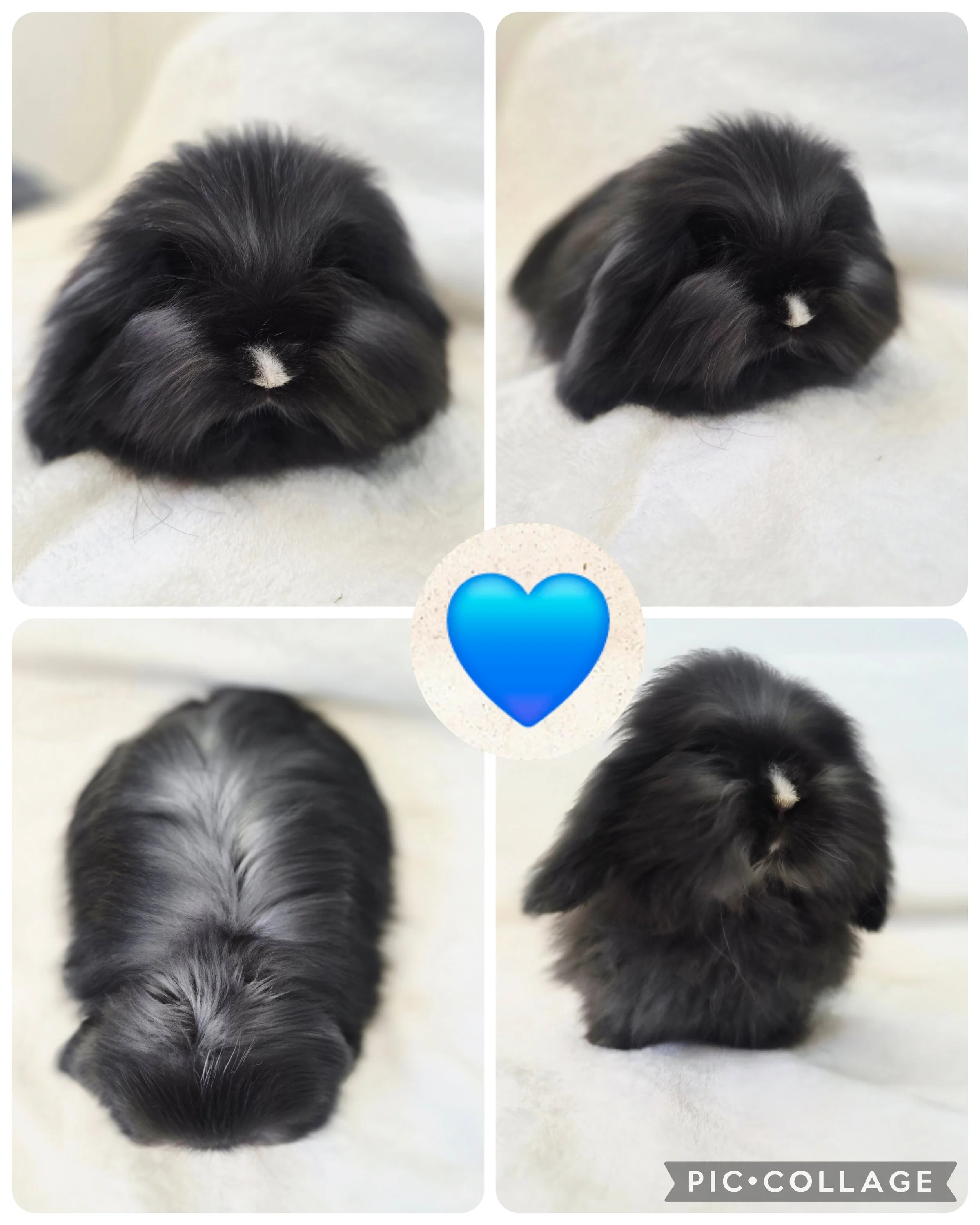 VM Black Buck $550.00 *Born 4/8/26 RTG* 5/31/26           75% Full European Teddywidder 25% English Angora
