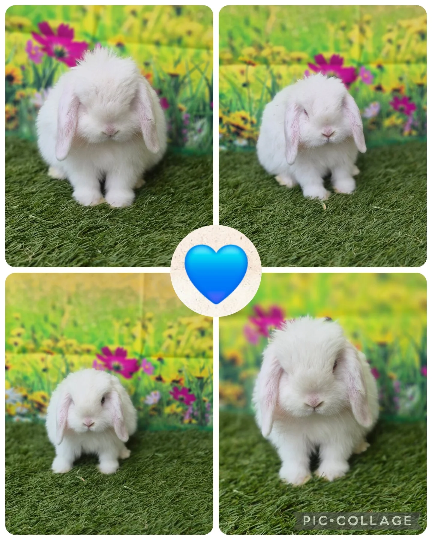 Litter 8 Blue Eyed White Buck #1 $175.00 *Born 2/8/26* RTG 4/4/26