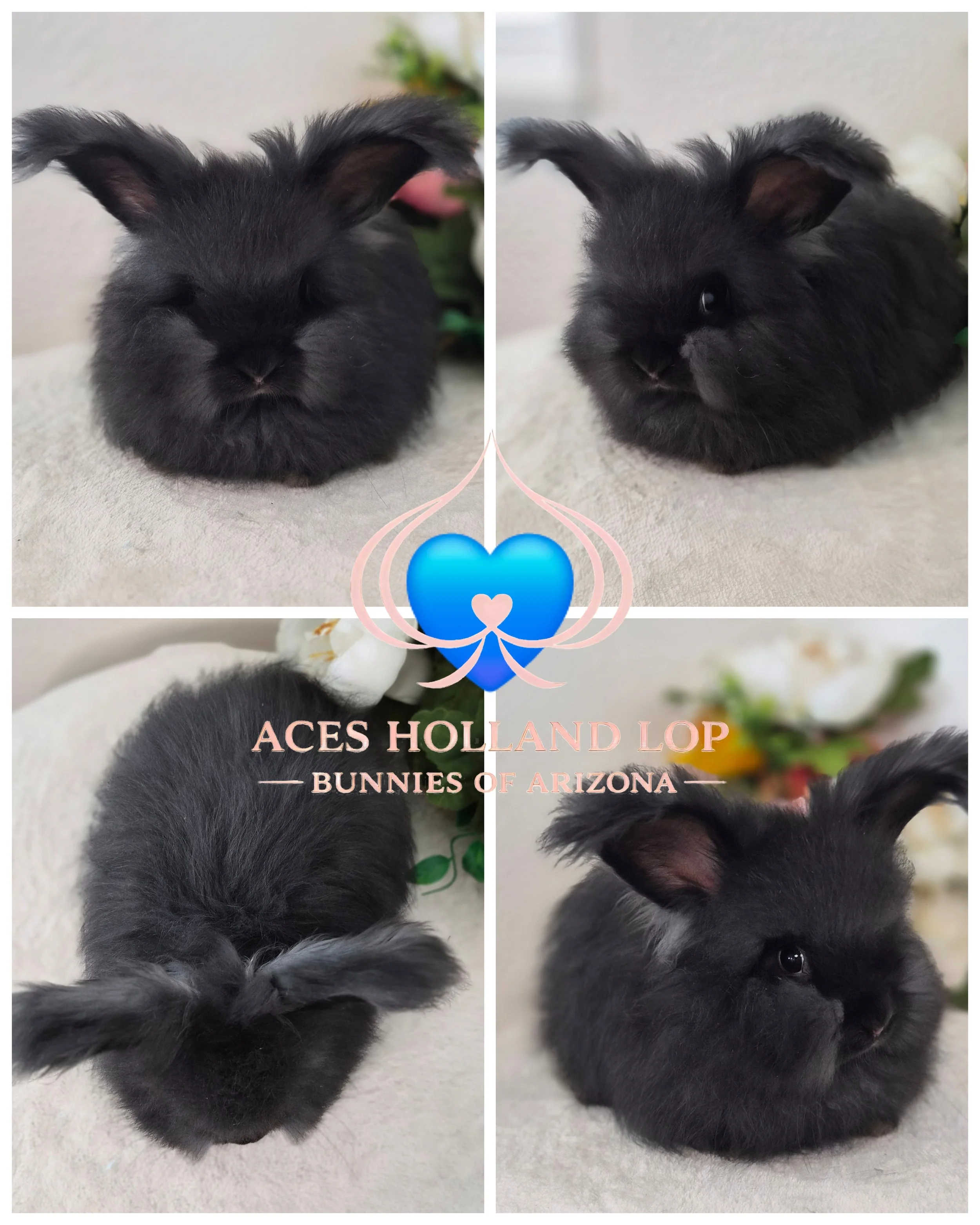 Black Buck 400.00 *Born 7/10/26* RTG 9/4/26