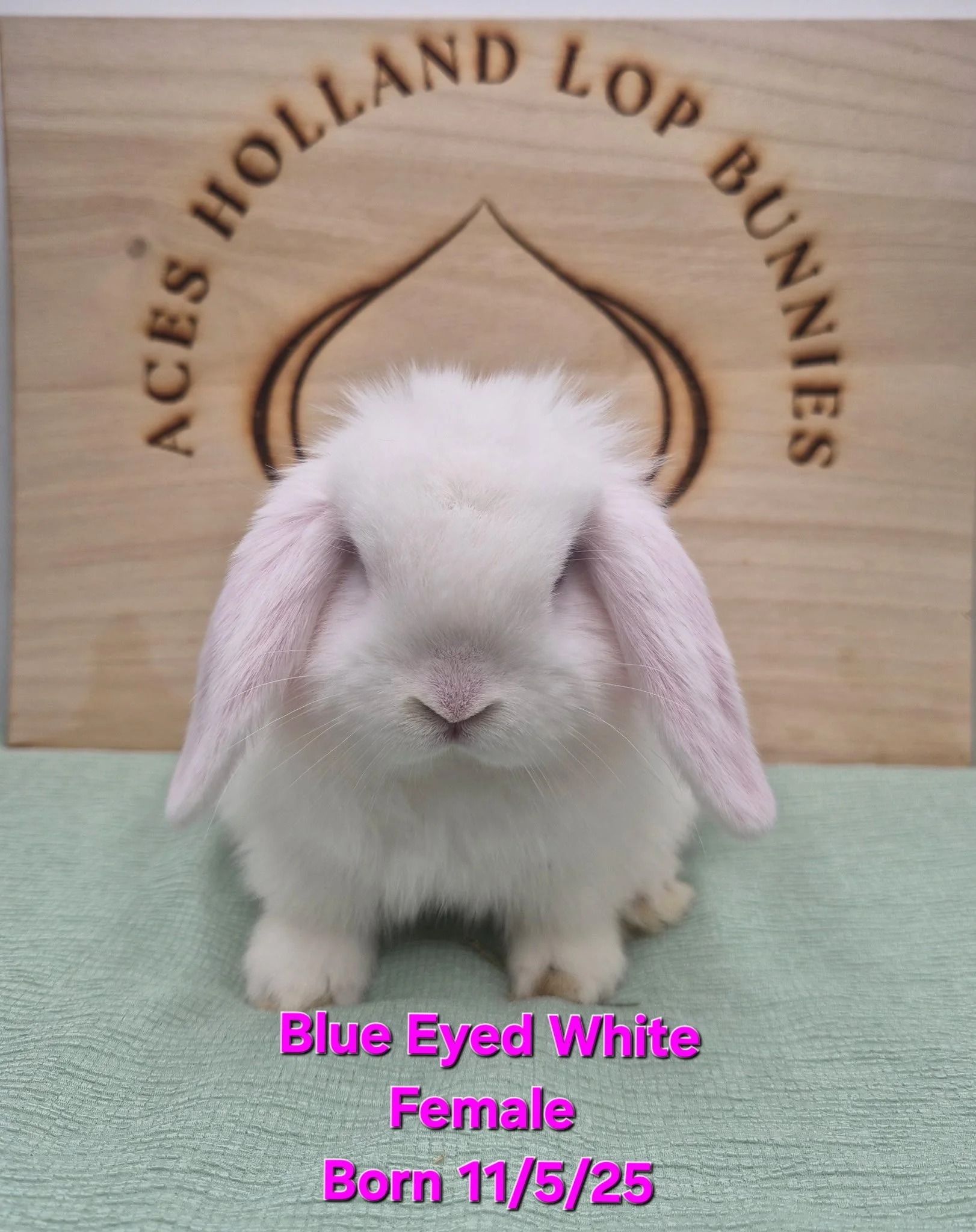 Blue Eyed White Female $175.00 *Born 11/5/25*