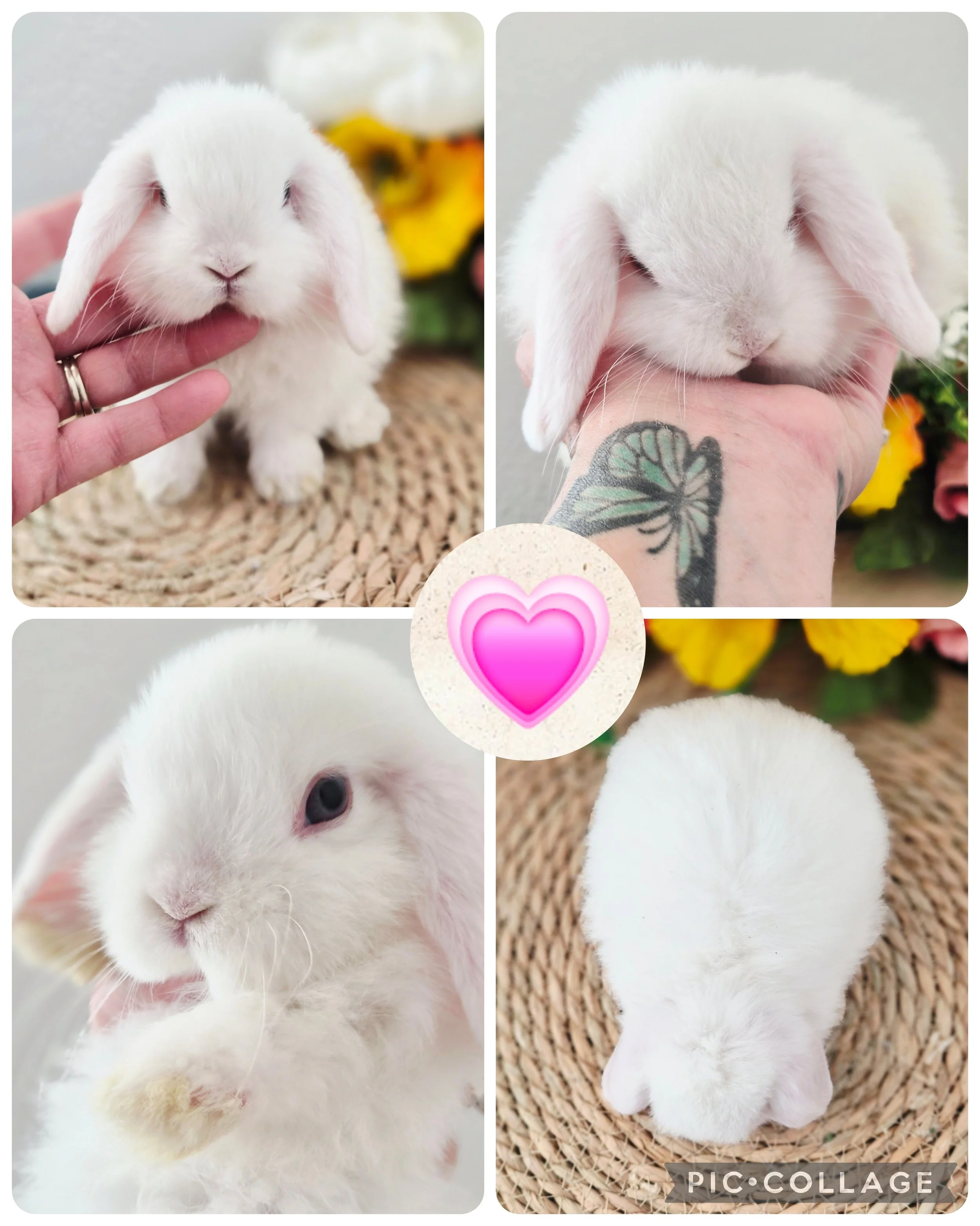 Blue Eyed White Doe $200.00 *Born 4/18/26* RTG 6/13/26 